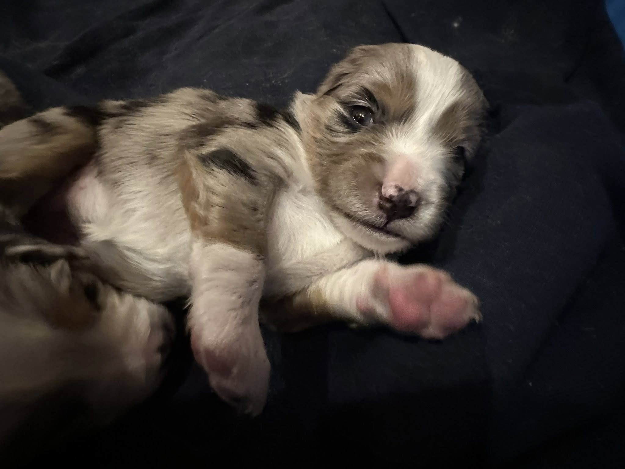 Close-up of a newborn mini aussie puppy lying on a dark surface, with one eye open and pink paw visible.