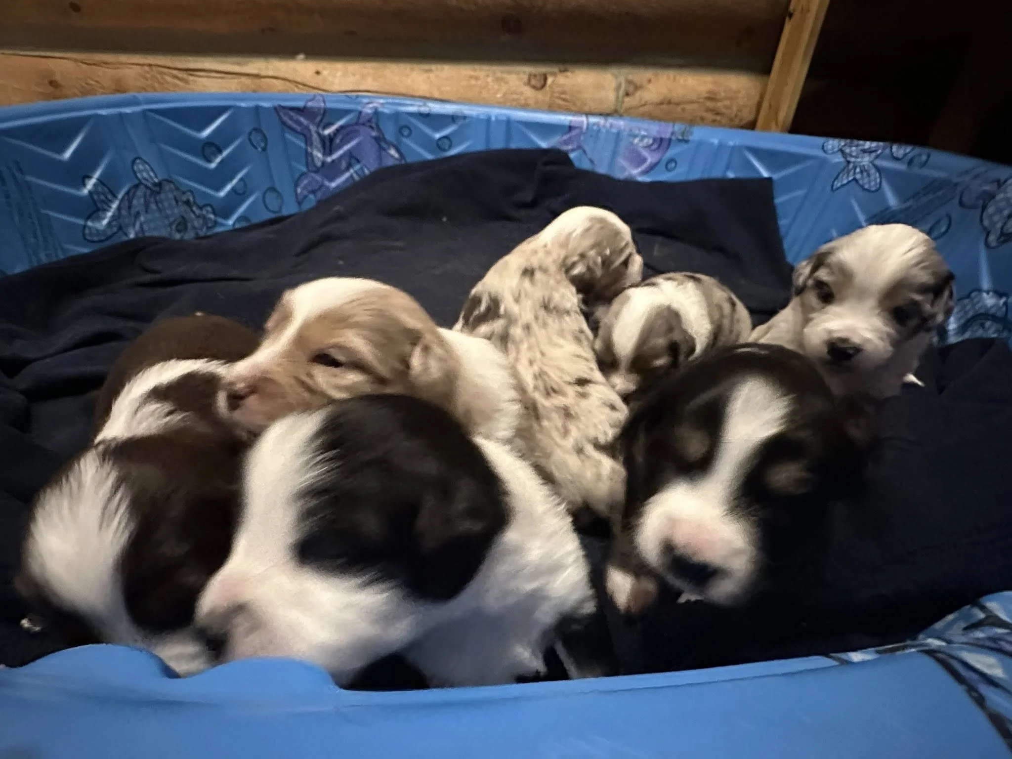 Six mini aussie puppies, various colors including black, white, tan, and merle, are lying in a blue dog bed with a black blanket inside, resting and snuggling.