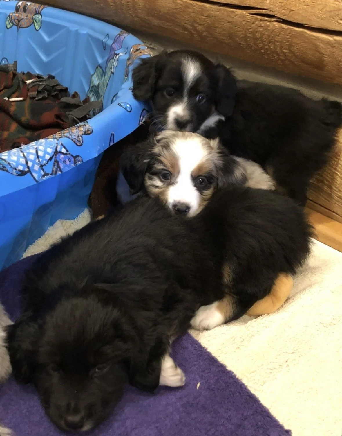 Four adorable puppies, three with black and white fur and one with black fur, are lying on a purple and cream blanket indoors, near a wooden wall and a blue plastic container filled with blankets.