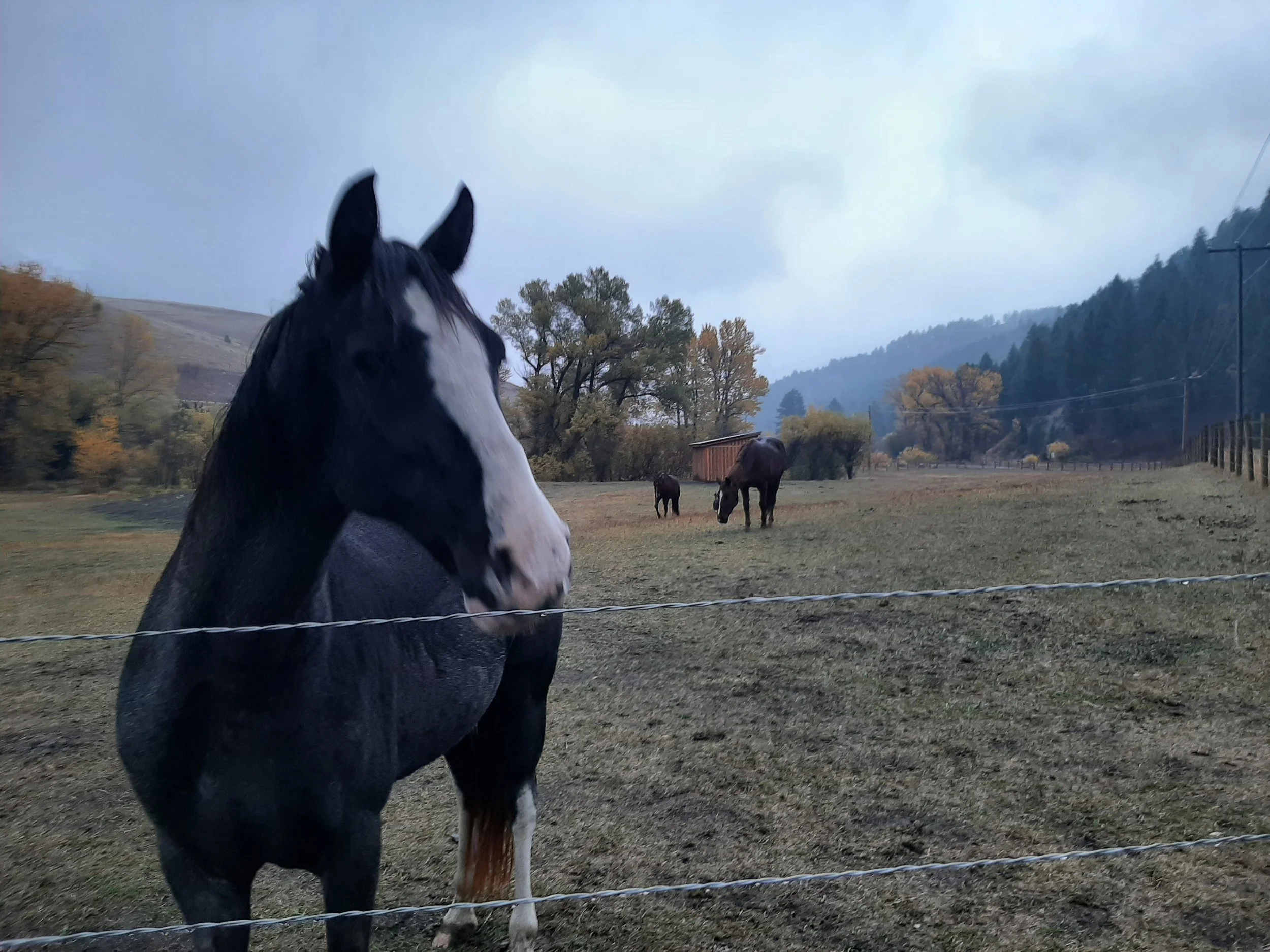 foggy horses.jpg