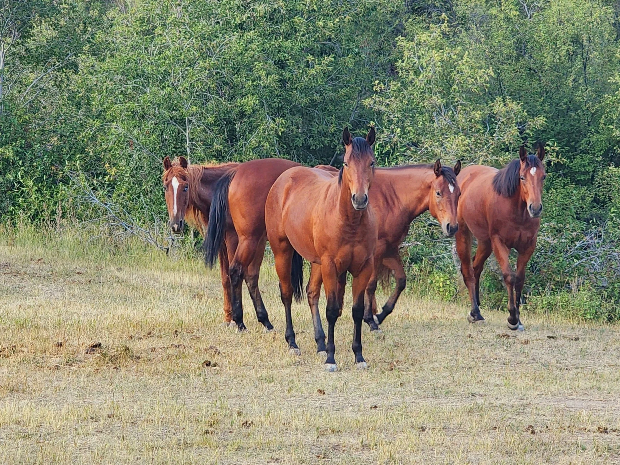 new fillies.jpg