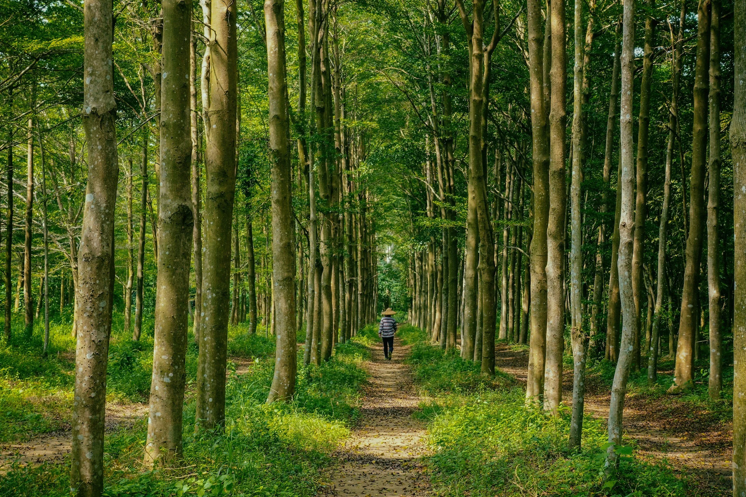 Hiker walking on a forest trail surrounded by tall trees with green foliage.