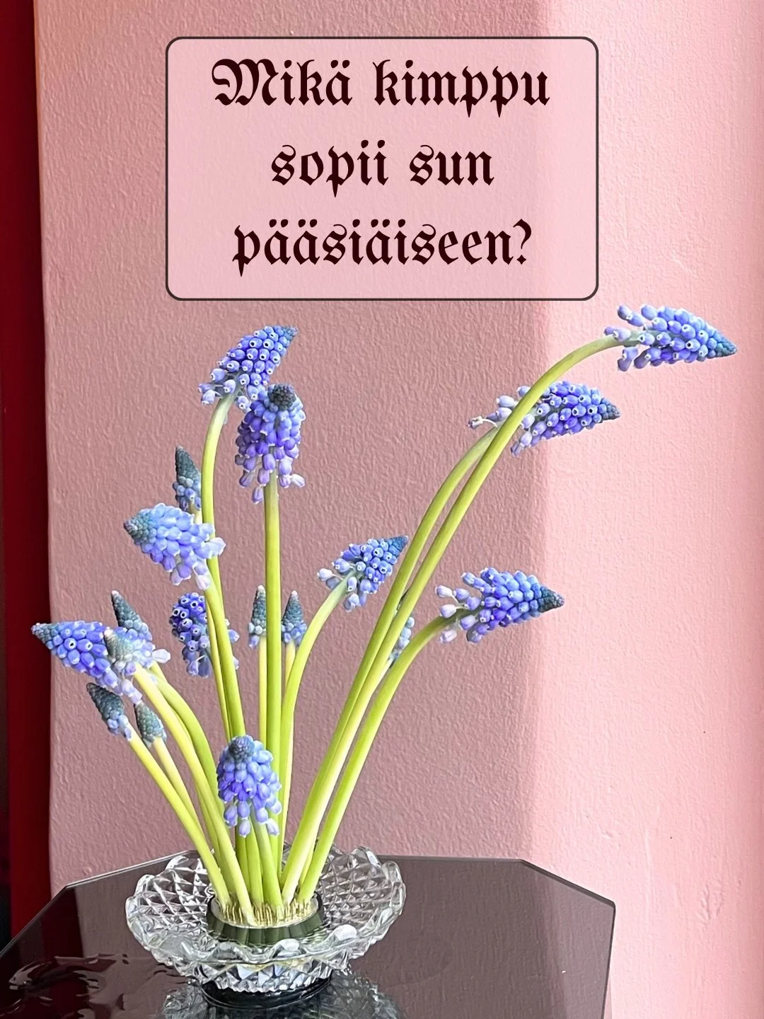 Mik&auml; kimpuista kutsuu sua eniten t&auml;n&auml;&auml;n? 

Ennakkotilaa kukat p&auml;&auml;si&auml;iseen ja nouda ne n&auml;pp&auml;r&auml;sti studiolta ke 1.4. tai to 2.4. 🐣🌸🐓