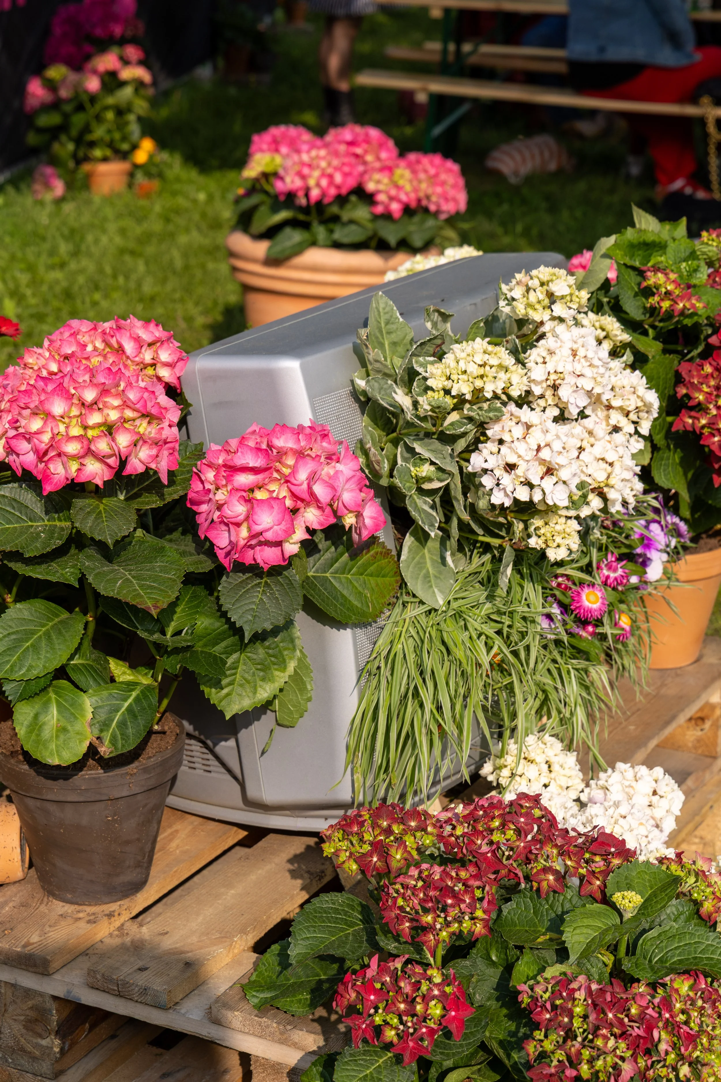 Hortensioita ja puutarhakukkia istutettuna festivaalialueella vanhaan televisioon