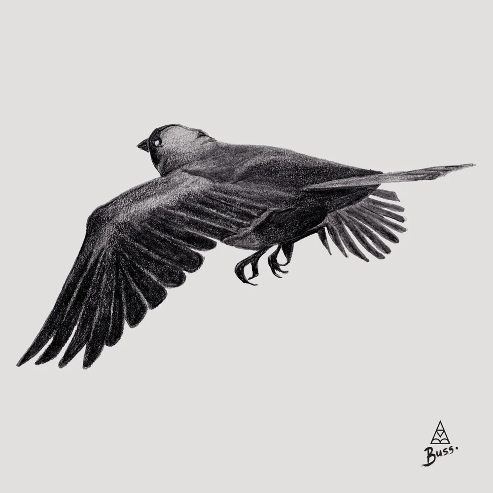 JACKDAW.jpg