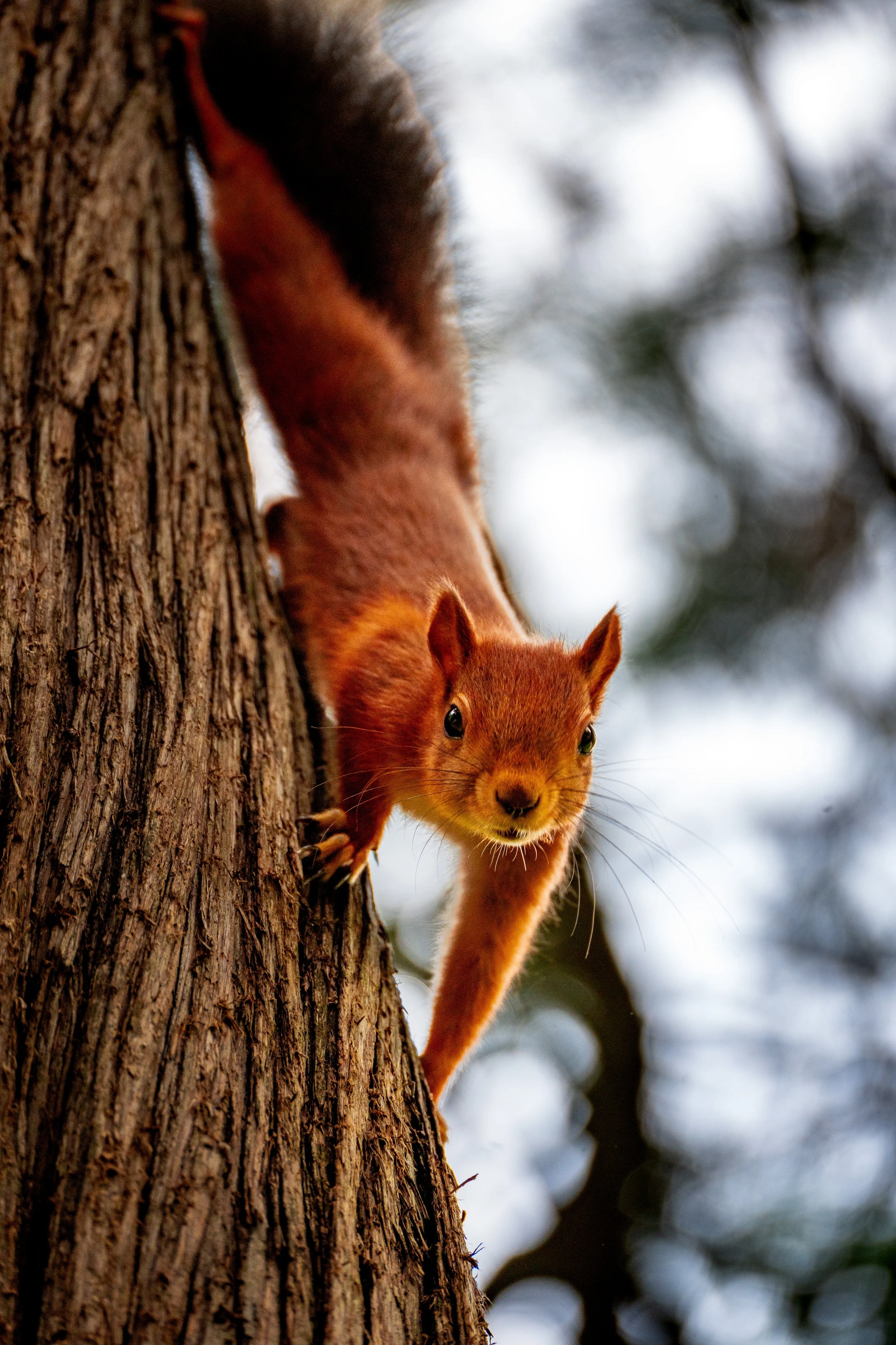 Un écureuil roux qui grimpe le long de l'arbre.