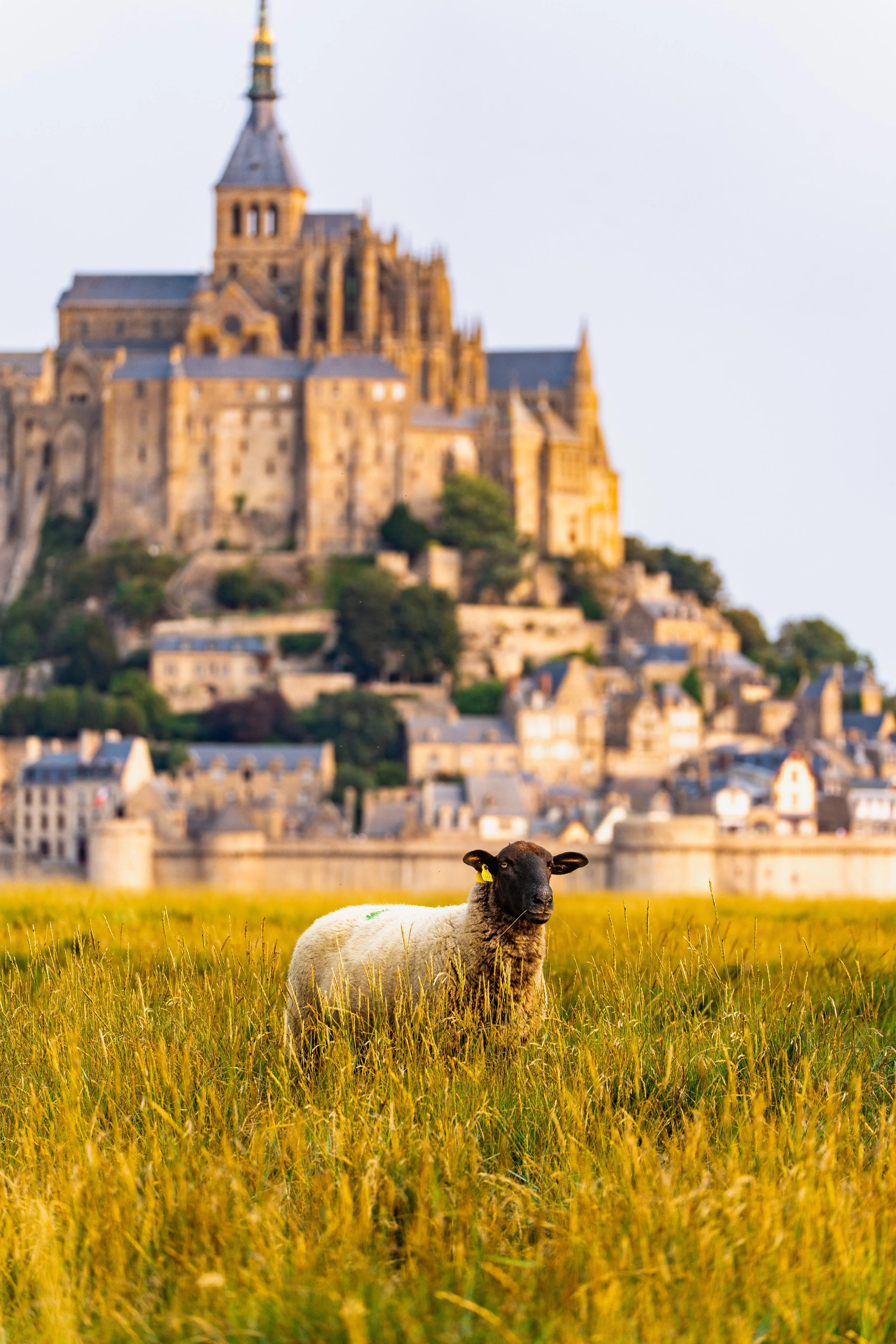 Une brebis dans un champ de hautes herbes avec un château ancien en arrière-plan au coucher du soleil.
