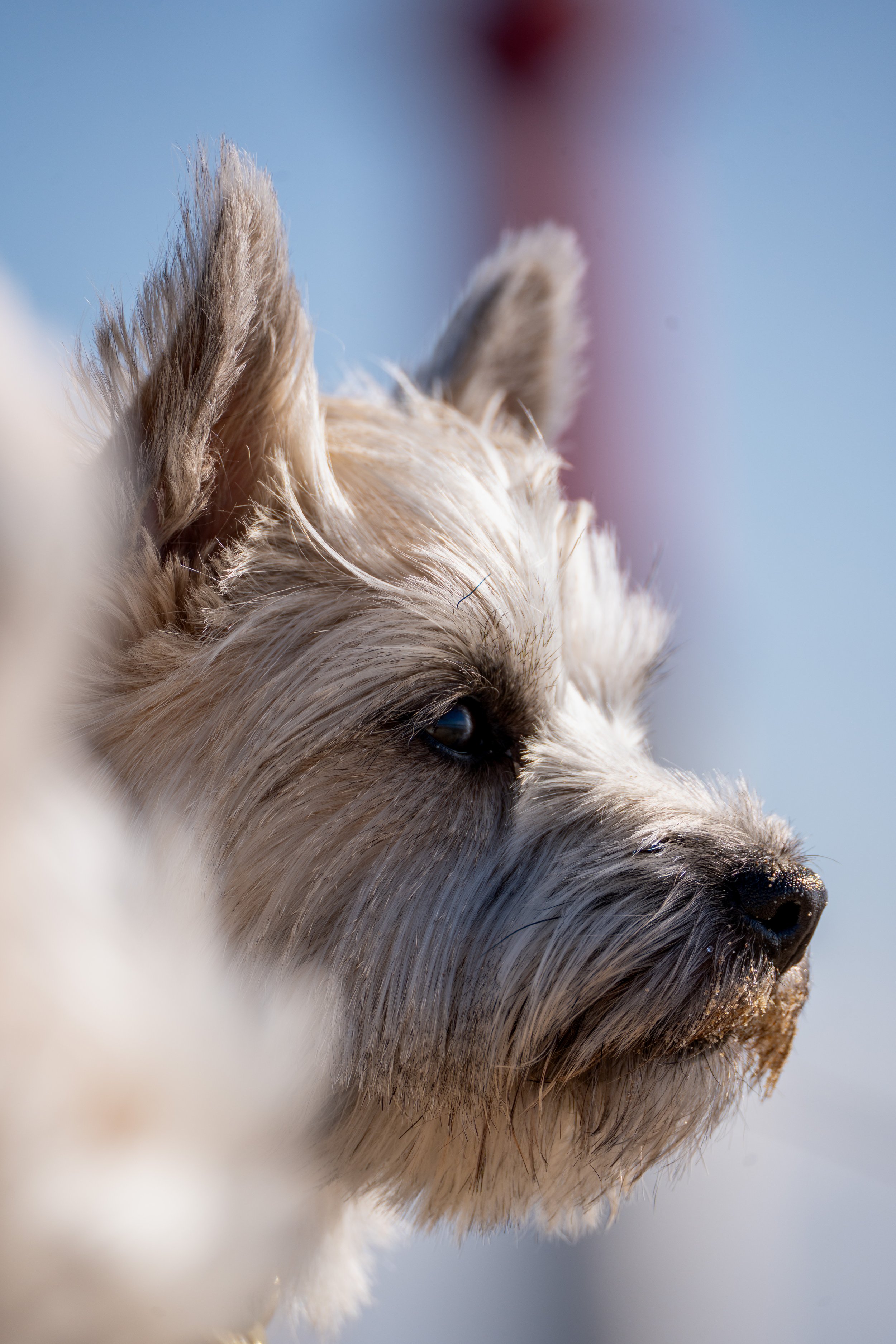 Un chien de race Cairn Terrier, vu en profil avec en fond le phare de la Courbe. 