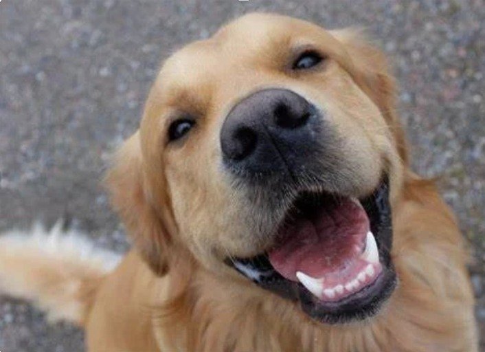 Pups are VIPs at Horizon West! Building E&rsquo;s pet-friendly spaces mean your furry friends live their best life too. Who&rsquo;s ready for a doggy playdate? 🐈🦮

#PetLovers #DogFriendly #CommunityVibes