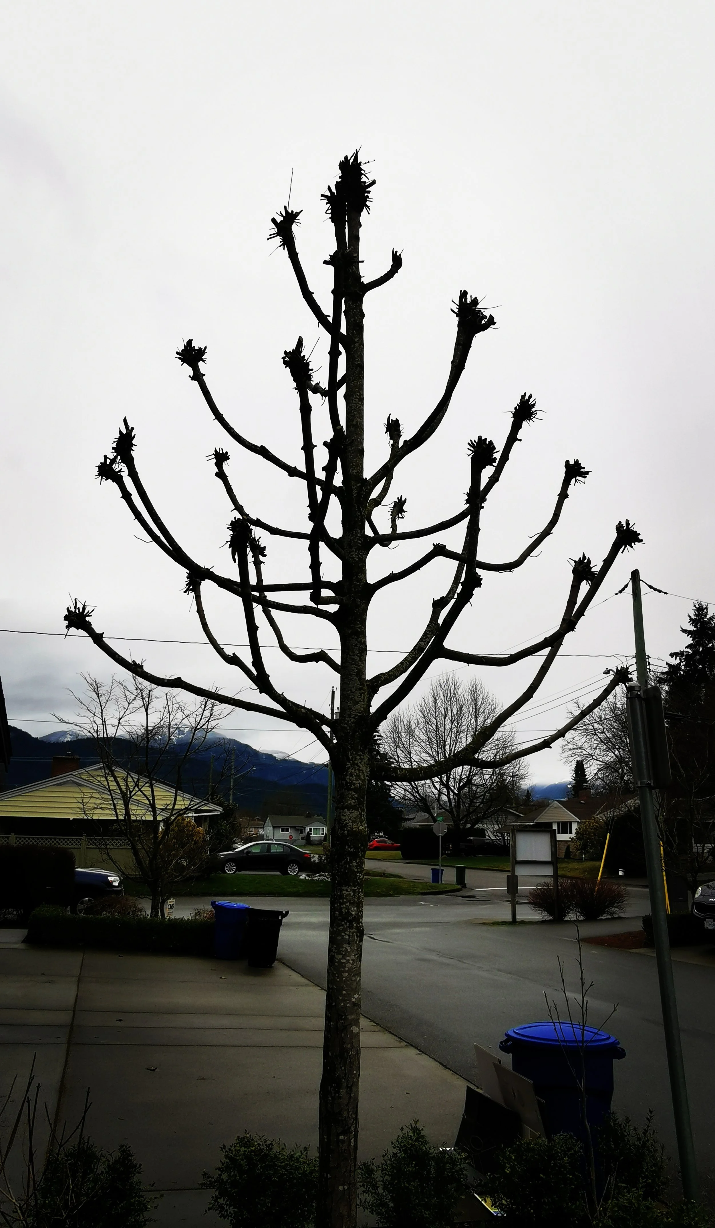 Pollarded maple tree is kept at an appropriate size for it's location.