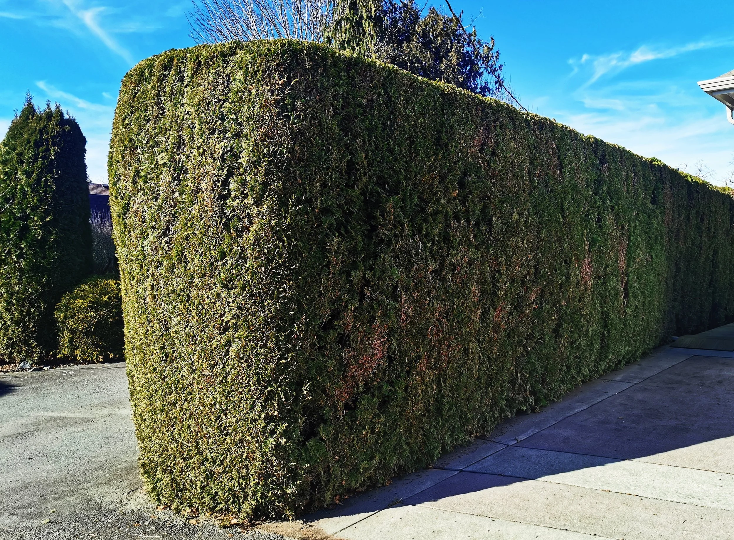 This hedge collapsed under snow load and was repaired.