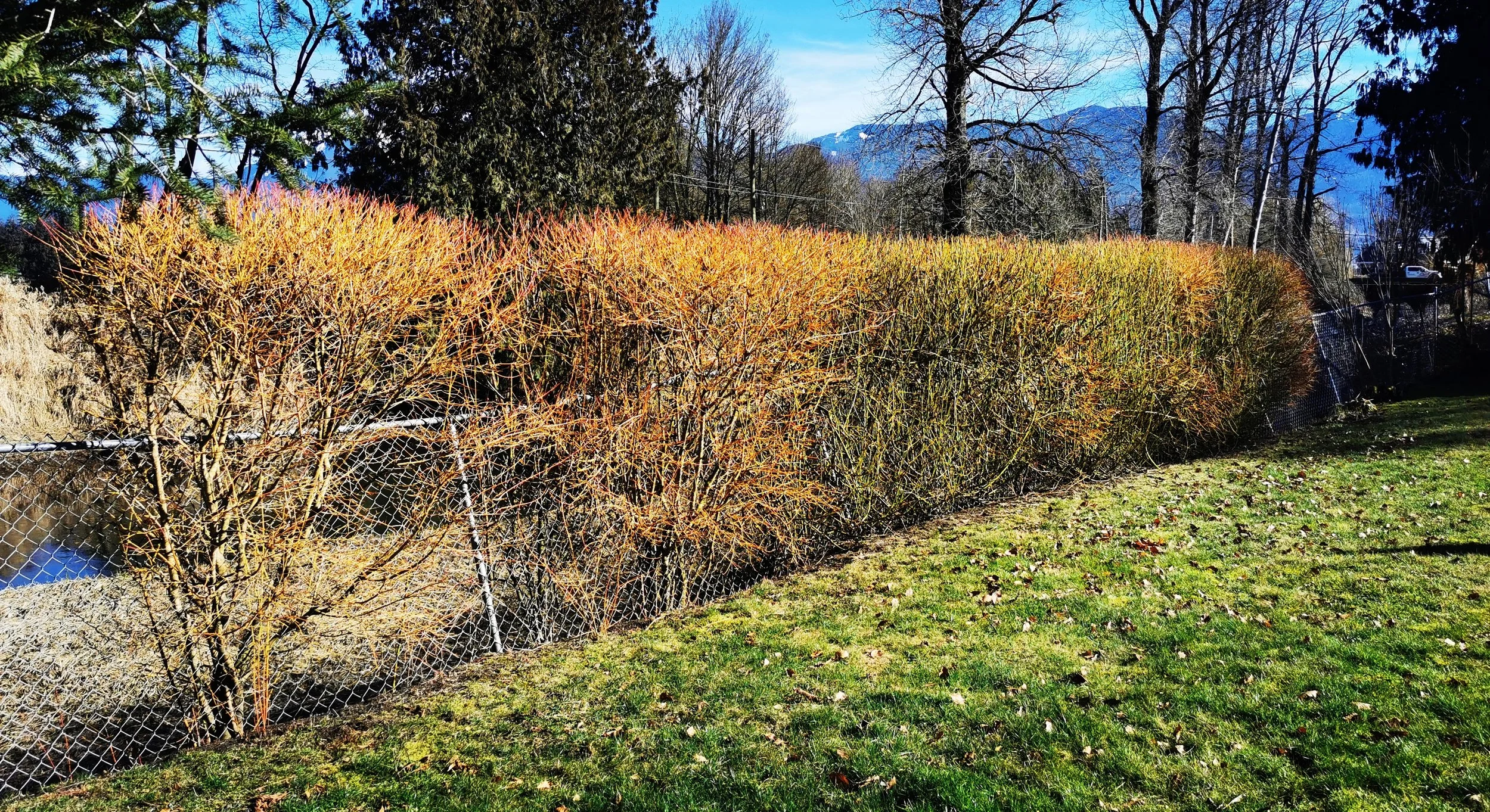 Dogwood hedge installed to provide slope stability