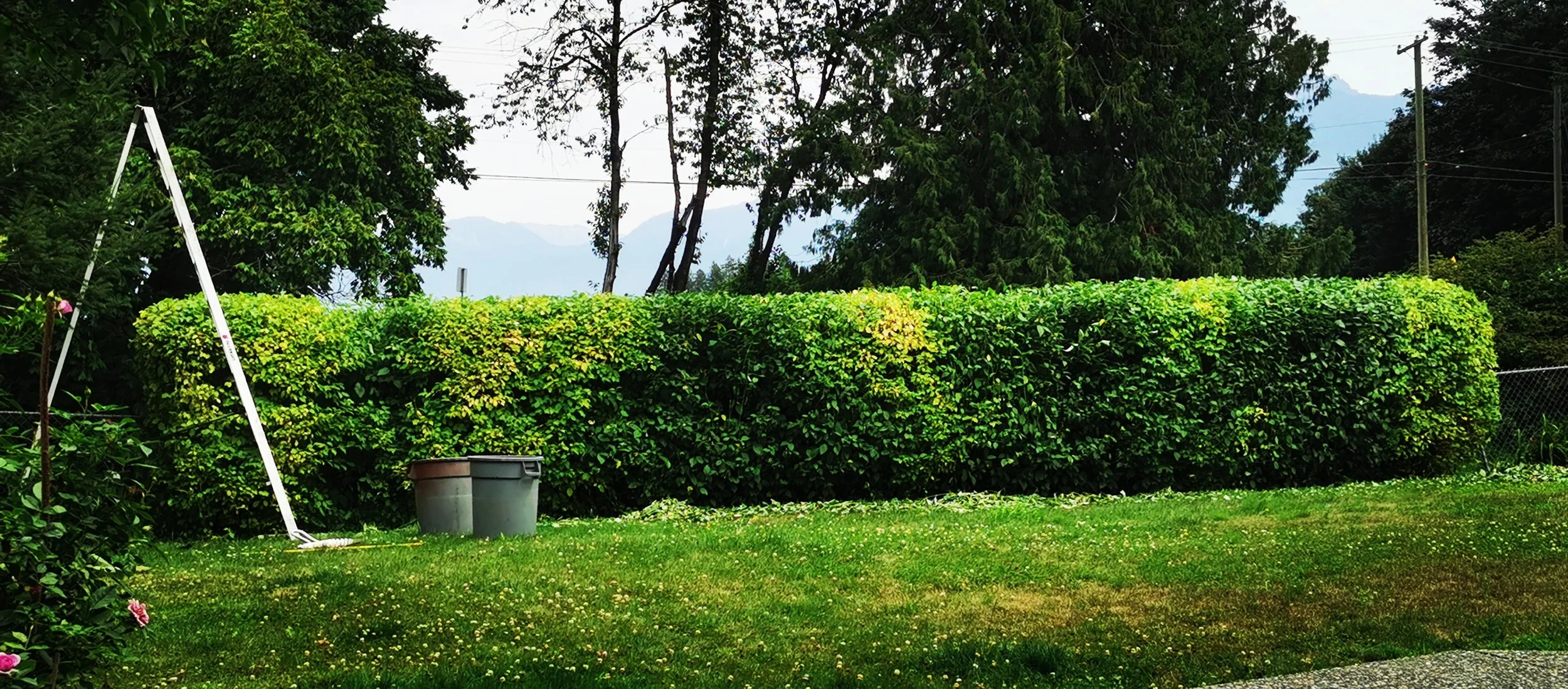 A freshly trimmed Dogwood hedge providing slope stability next to a creek.