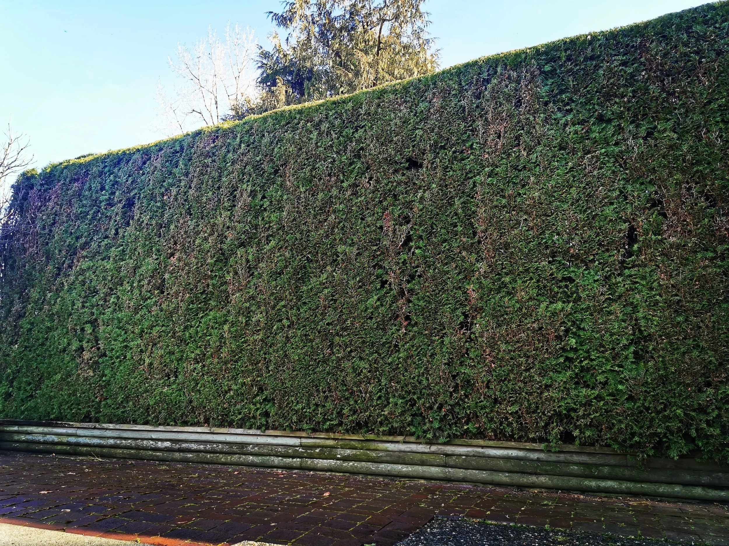Regular hedge trimming ensures a healthy, long lived hedge, providing privacy for your families enjoyment.