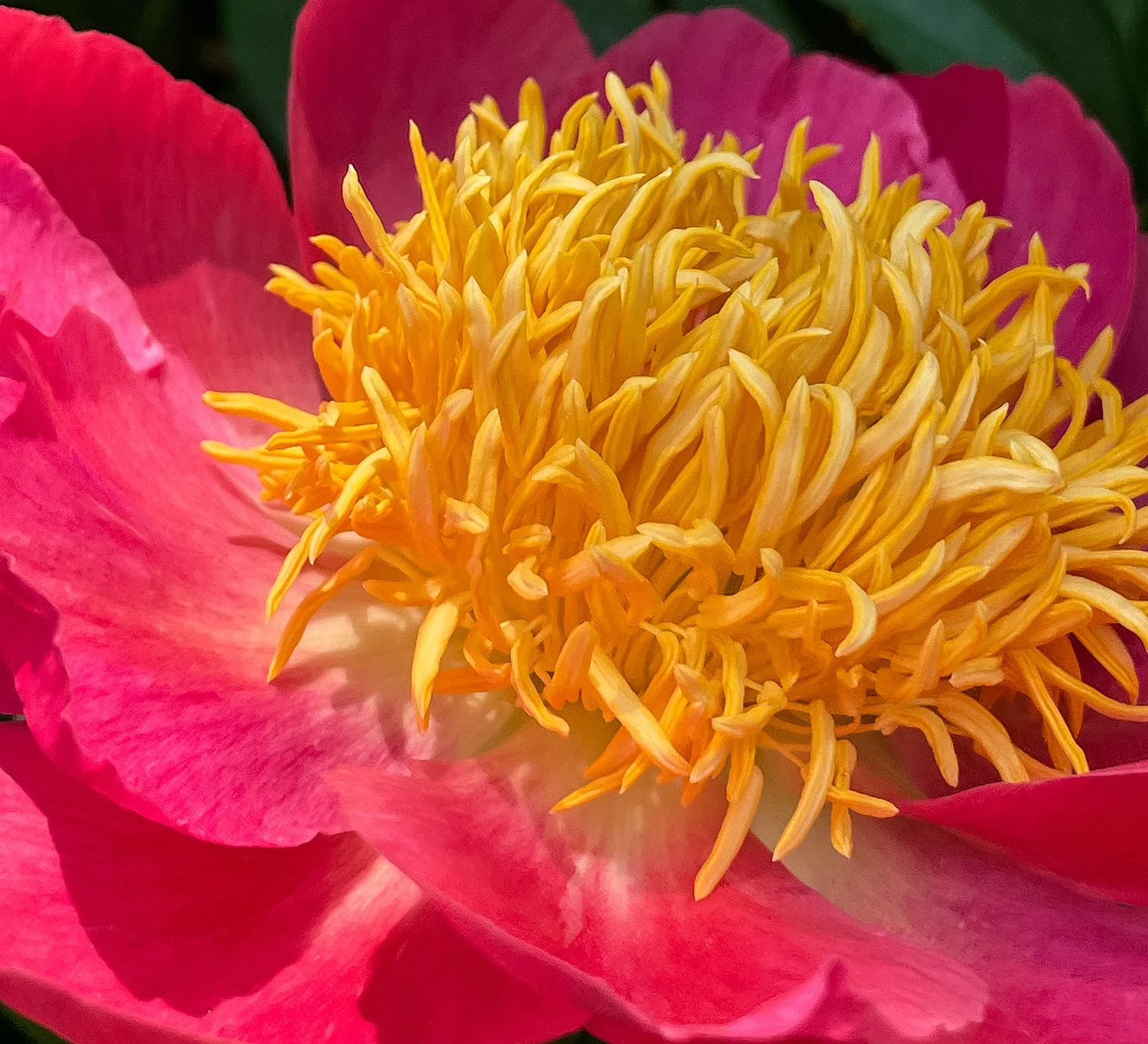 Peony