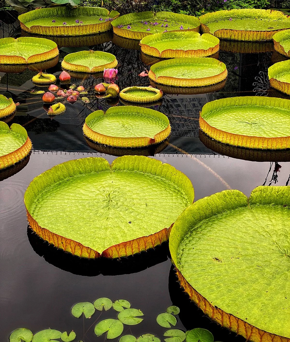 Serenely Floating Giants