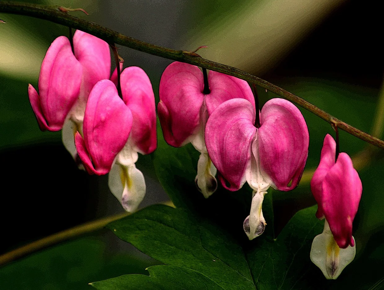 Spring Beauties