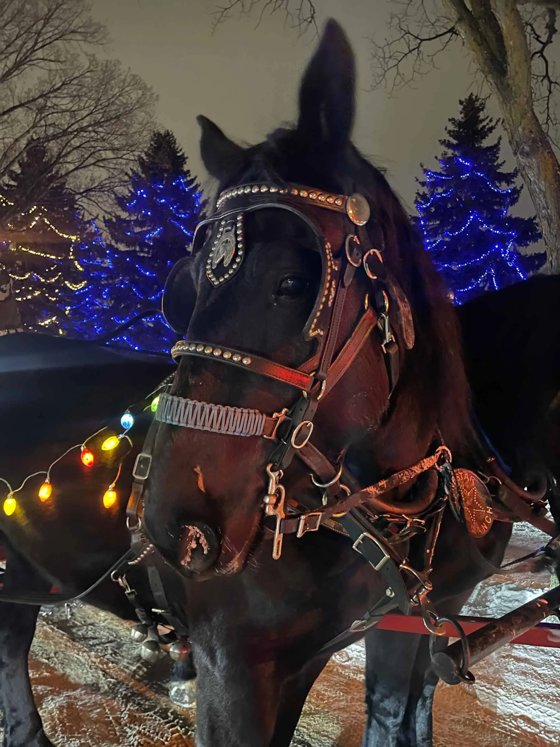 Close-up of a dark brown horse wearing a decorated harness and string of colorful Christmas lights, standing outdoors at night with snow on the ground and trees with blue string lights in the background.