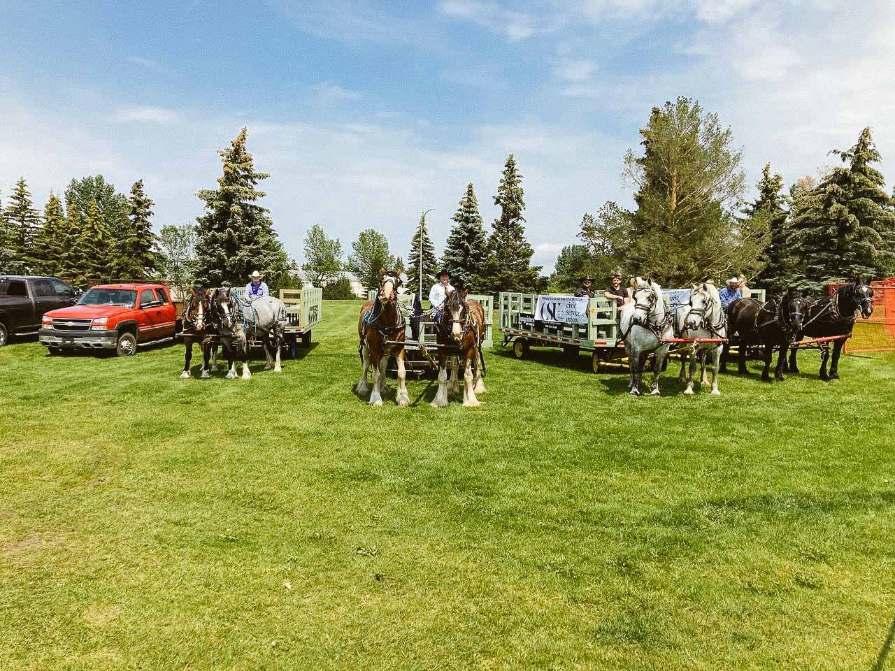 Three horse-drawn wagons with people, parked on a grassy field near pine trees and vehicles, under a clear sky.