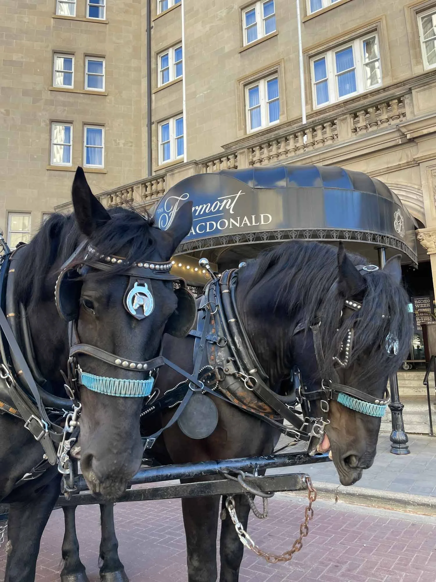 Two black horses harnessed in front of the Vanderbilt Macdonald hotel.