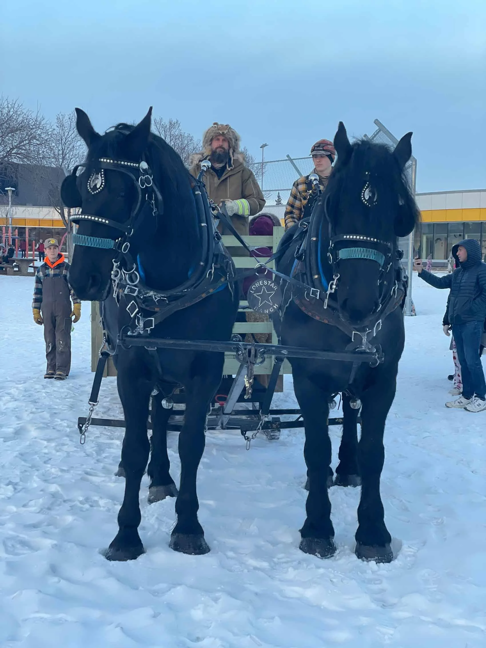 Two black horses hitched to a carriage in snowy outdoor setting, with people and a building in the background.