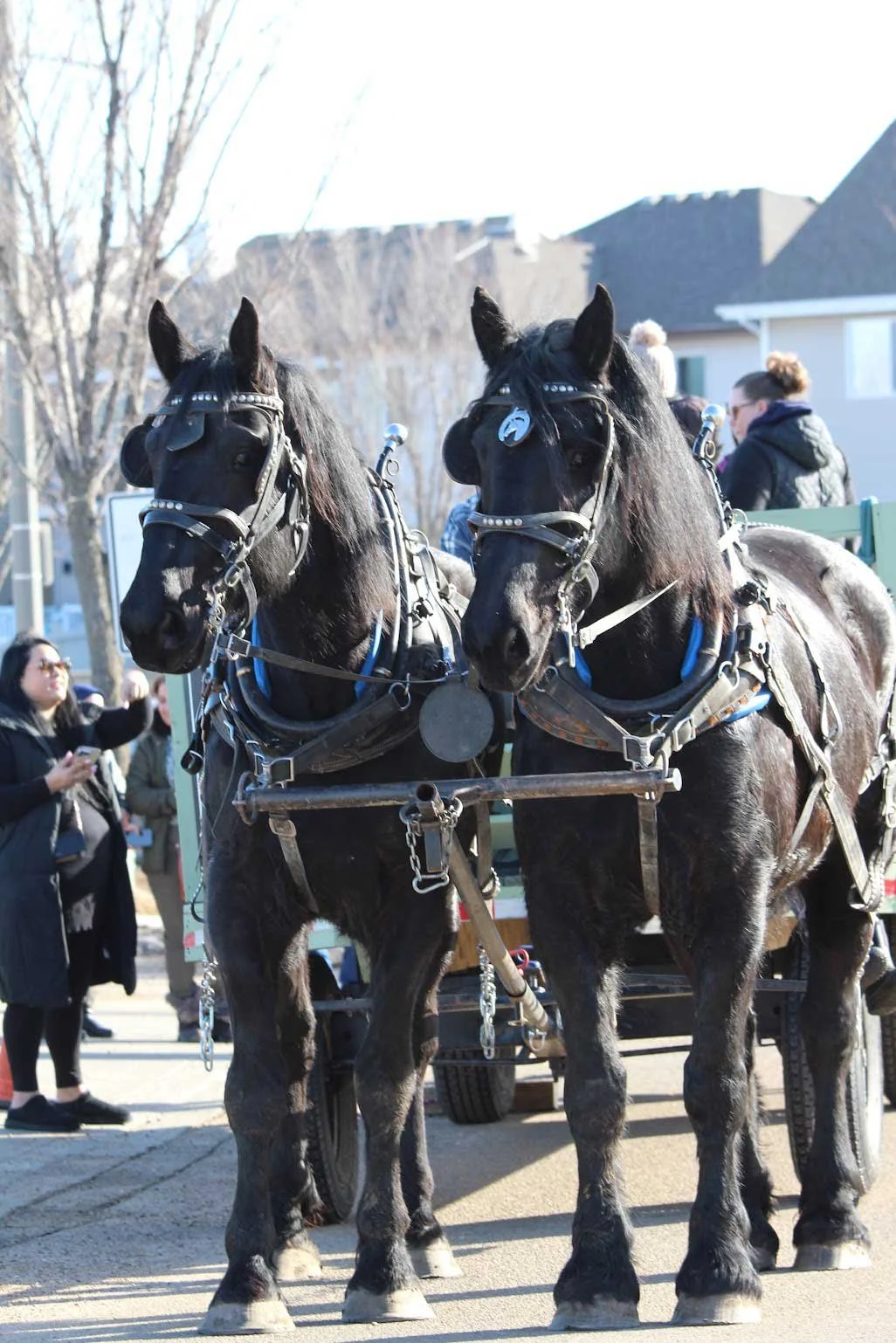 Two black horses with harnesses decorated with rhinestones standing side by side on a street, with people and houses in the background.