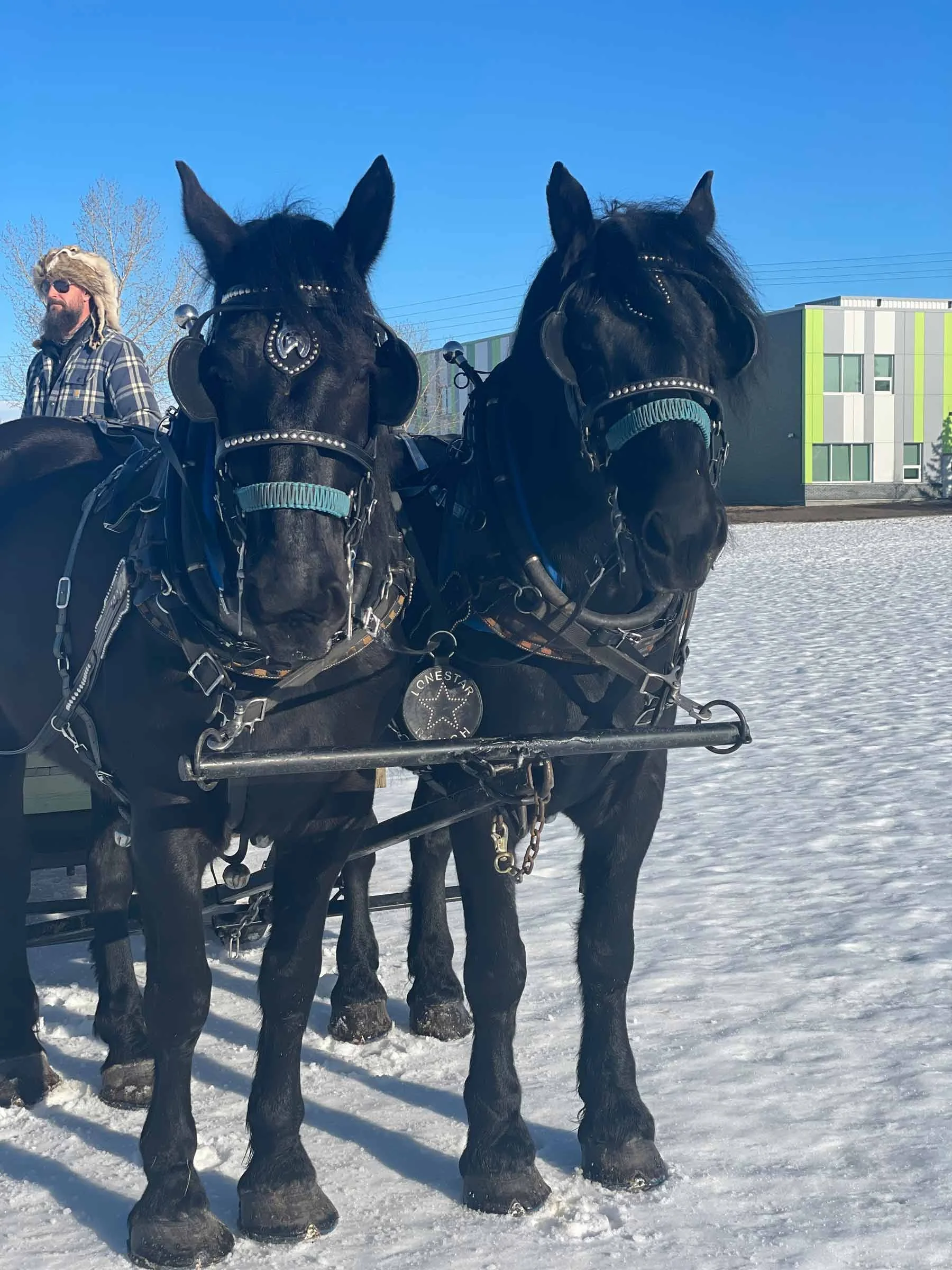 Two black horses with harnesses and bridles, standing on snow, with a person with blond hair and sunglasses in the background on a bright sunny day.