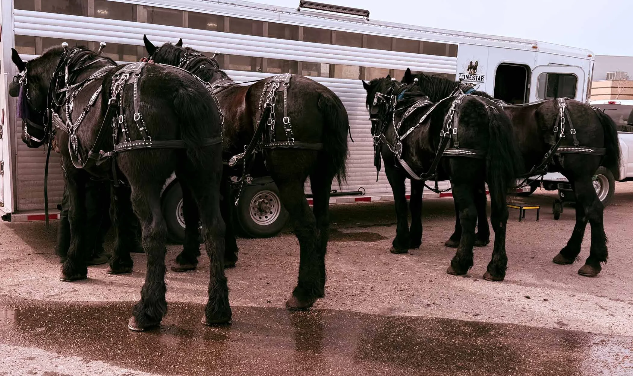 Four black horses in harness standing on dirt ground near a white horse trailer with metal bars and a logo that says 'LONE STAR,' in an urban area with buildings in the background.