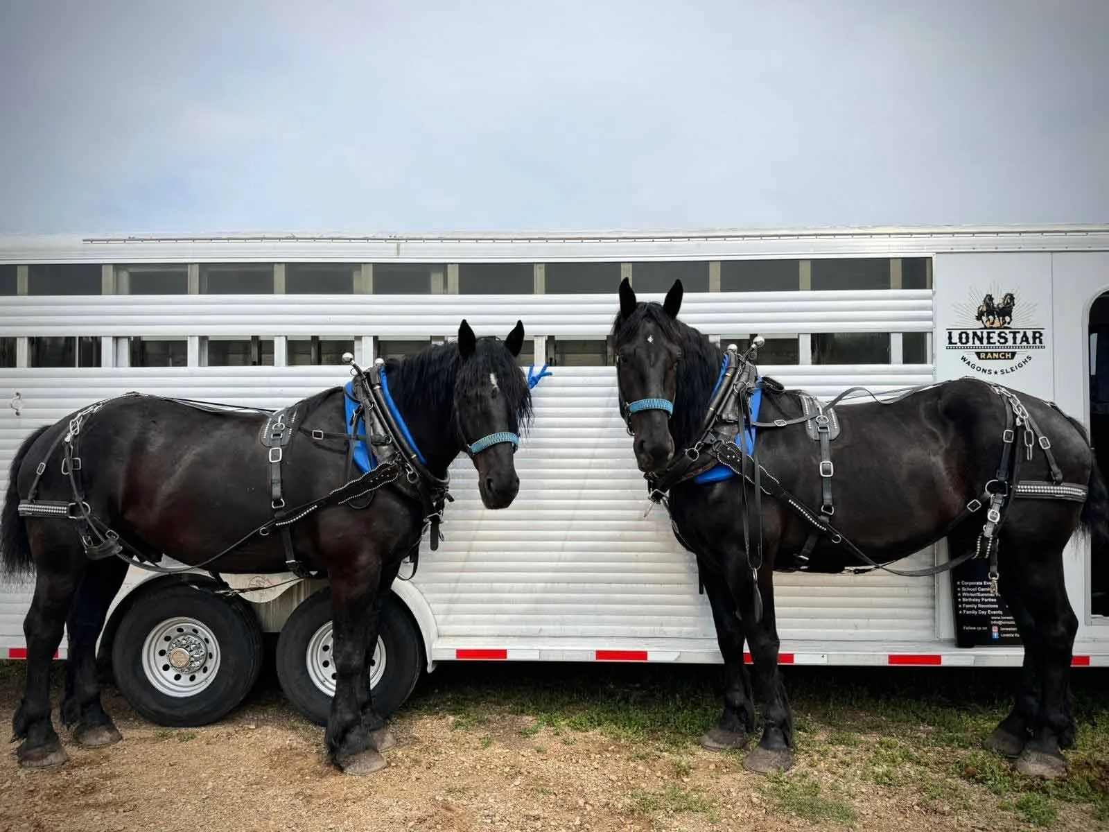 Two black horses with harnesses and blue bridles standing in front of a white trailer.