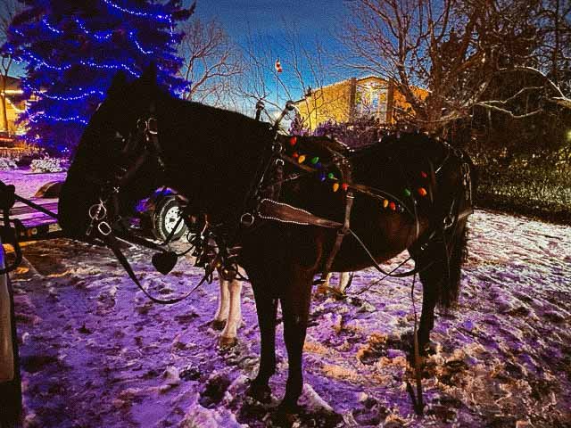 Horse decorated with Christmas lights in snowy park at night