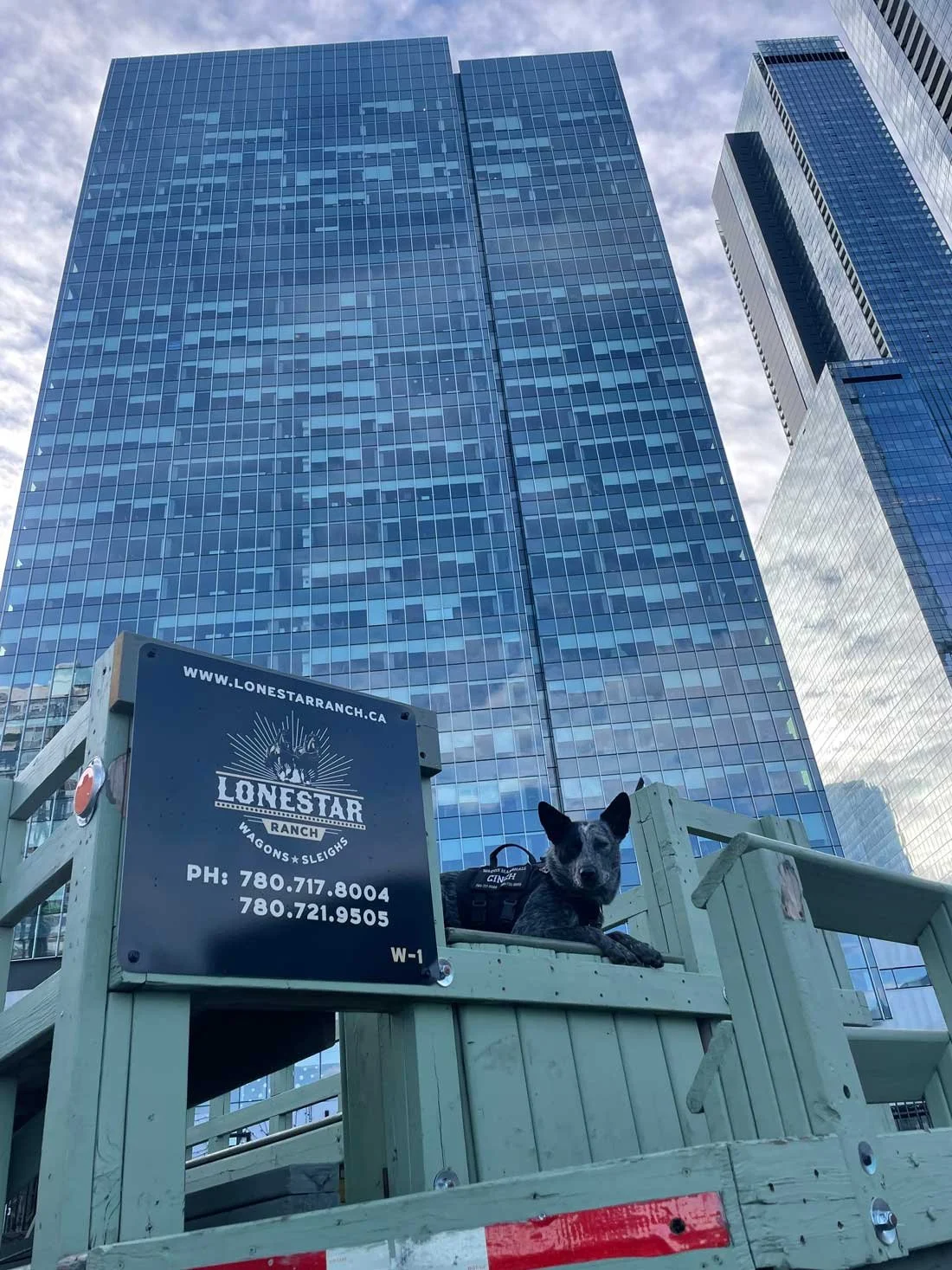 A small dog with a black and gray coat lying on a wooden platform in front of a tall glass skyscraper. There is a sign for Lonestar Ranch on the platform with contact numbers and website.