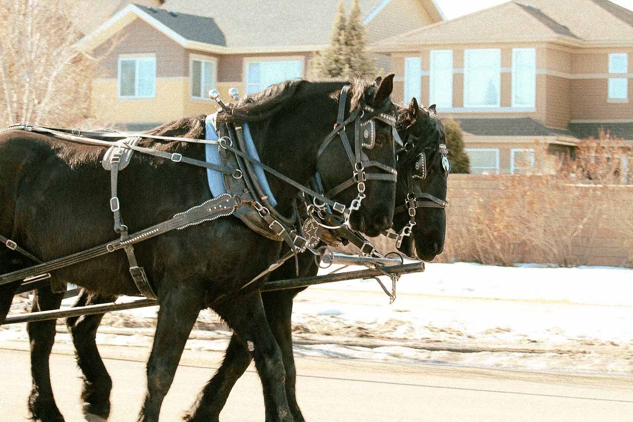 Two black horses in harnesses pulling a carriage with houses in the background.