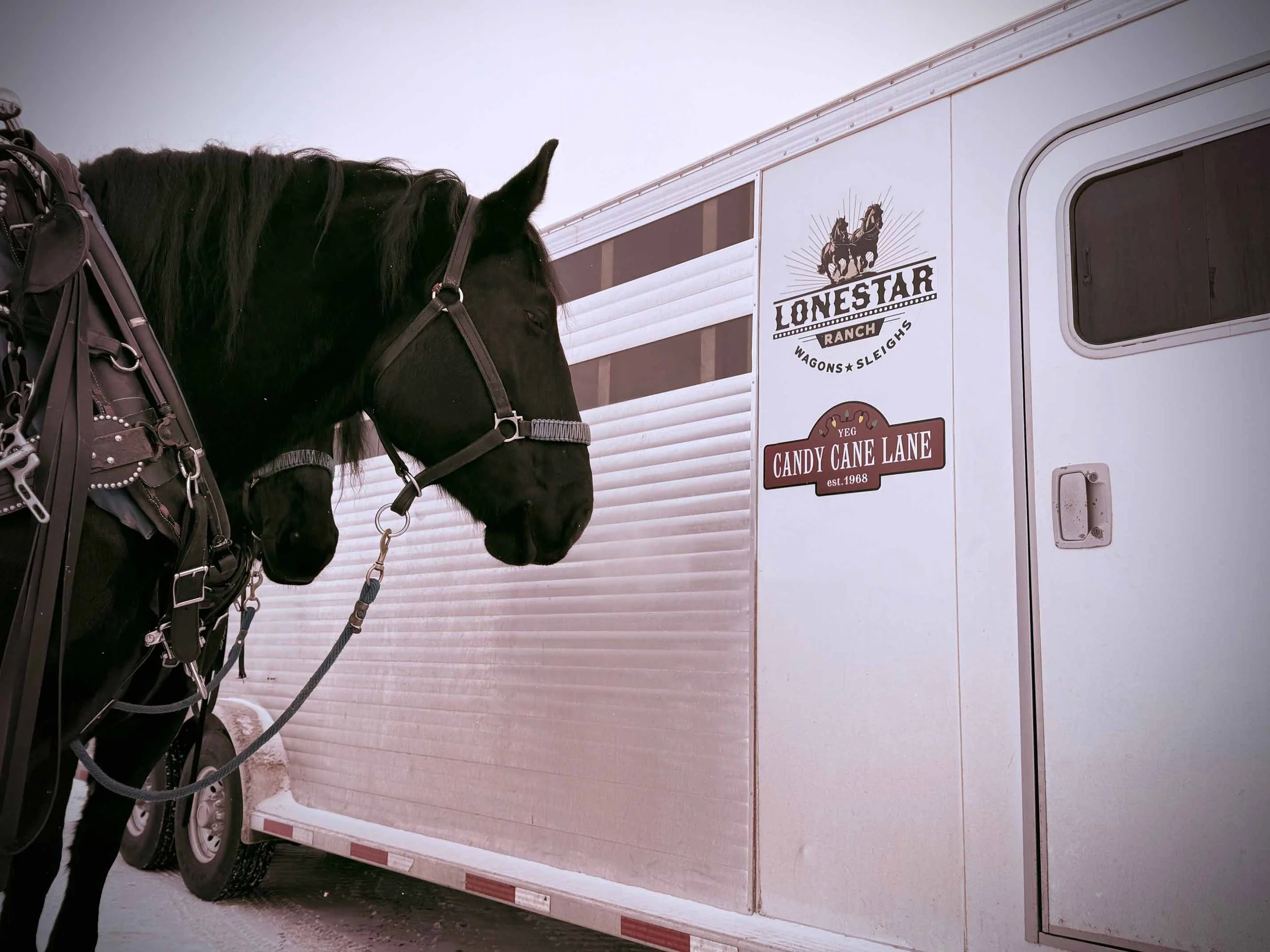A black horse wearing tack stands outside a white trailer with signs for Lonestar Ranch and Candy Cane Lane.