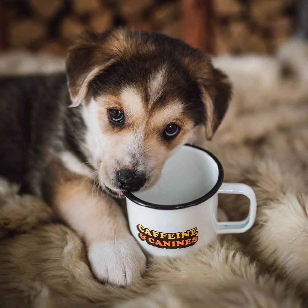 Caffeine-Canines.jpg