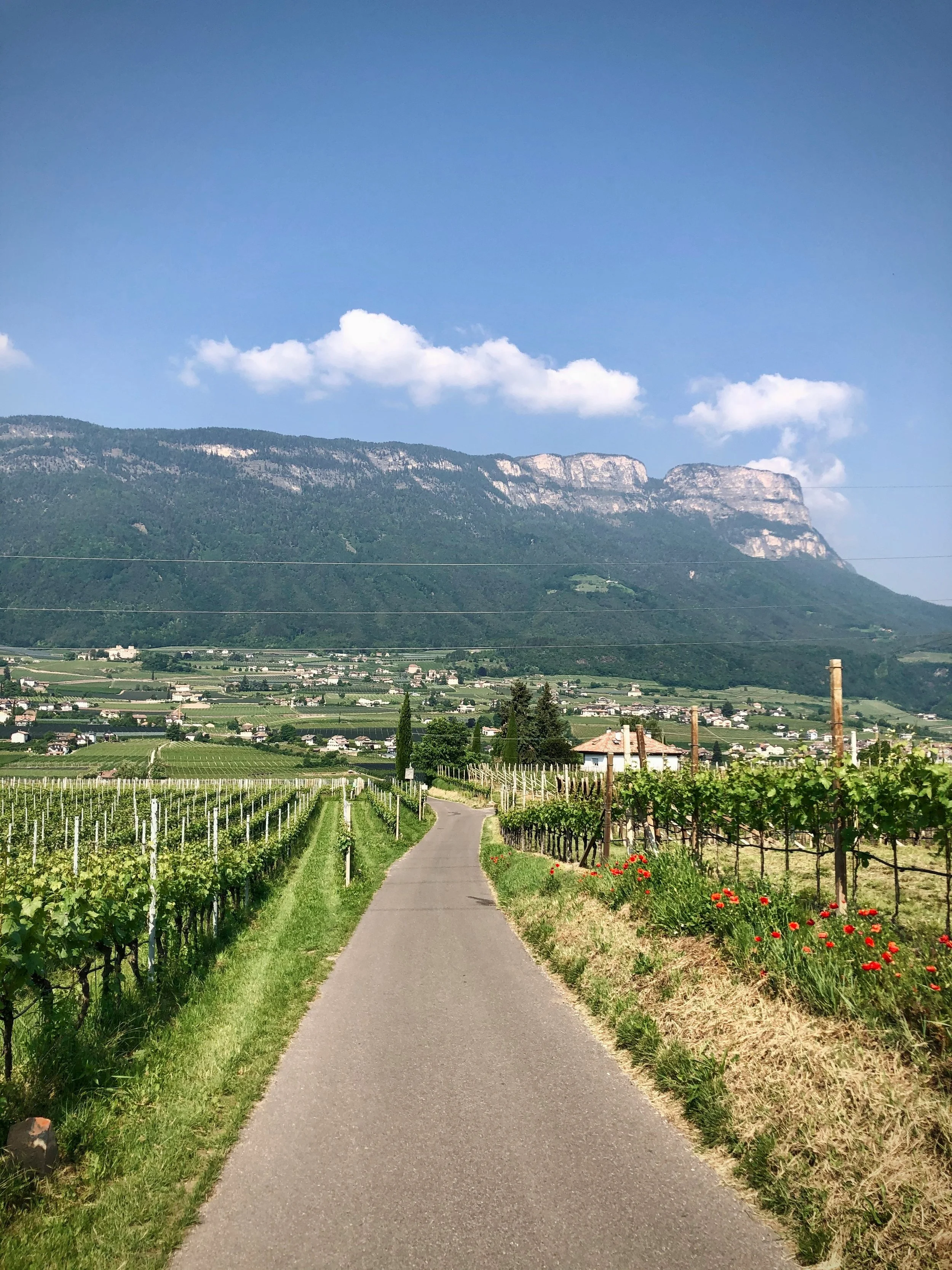 A paved country road winding through vineyards with a mountain range in the background under a blue sky with a few clouds.
