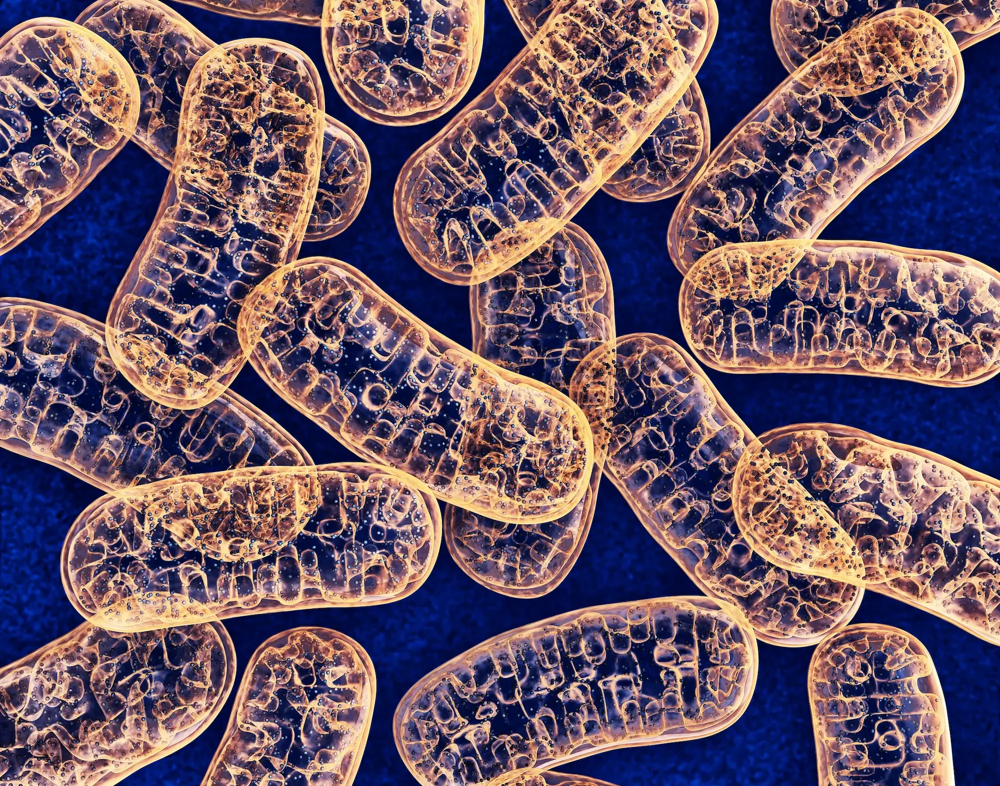 Scientific illustration of mitochondria, the energy-producing organelles found in human cells, illustrating John Dyson's exploration of scale from the microscopic to the industrial