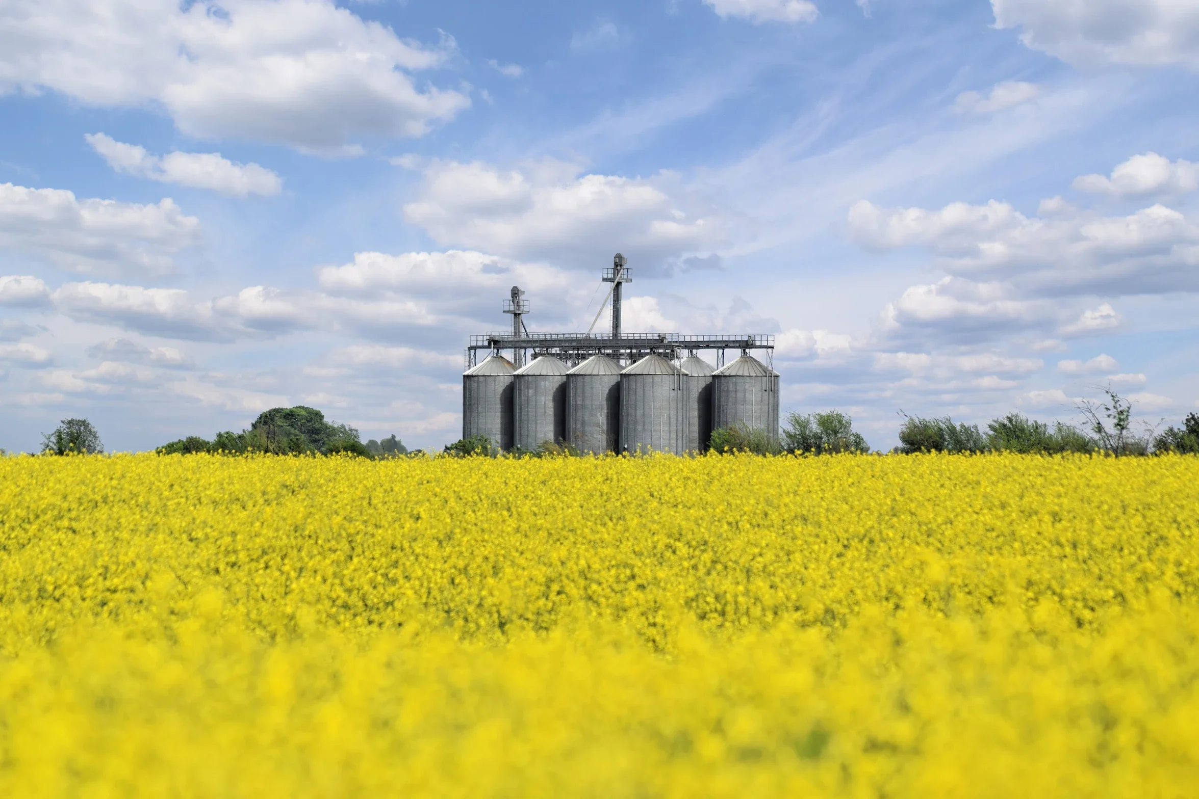 Flowering rapeseed field with grain storage silos in the background, illustrating agricultural biomass as a potential source of biogenic solvents for pharmaceutical manufacturing