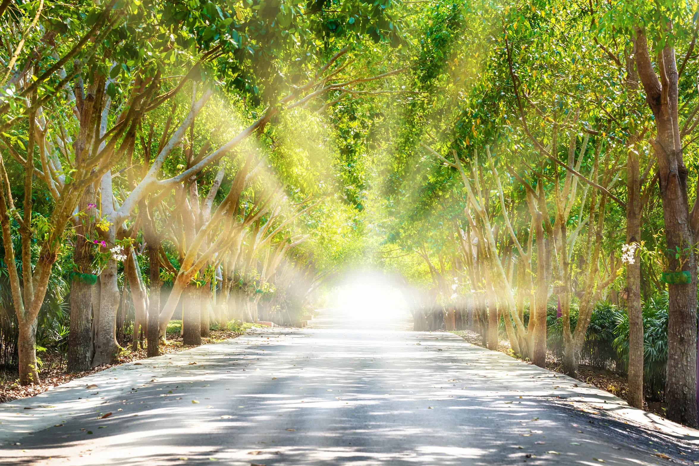 A sunlit path lined with arching trees leading towards a bright horizon, illustrating the theme of curiosity as a way of finding new perspectives and breaking out of established thinking