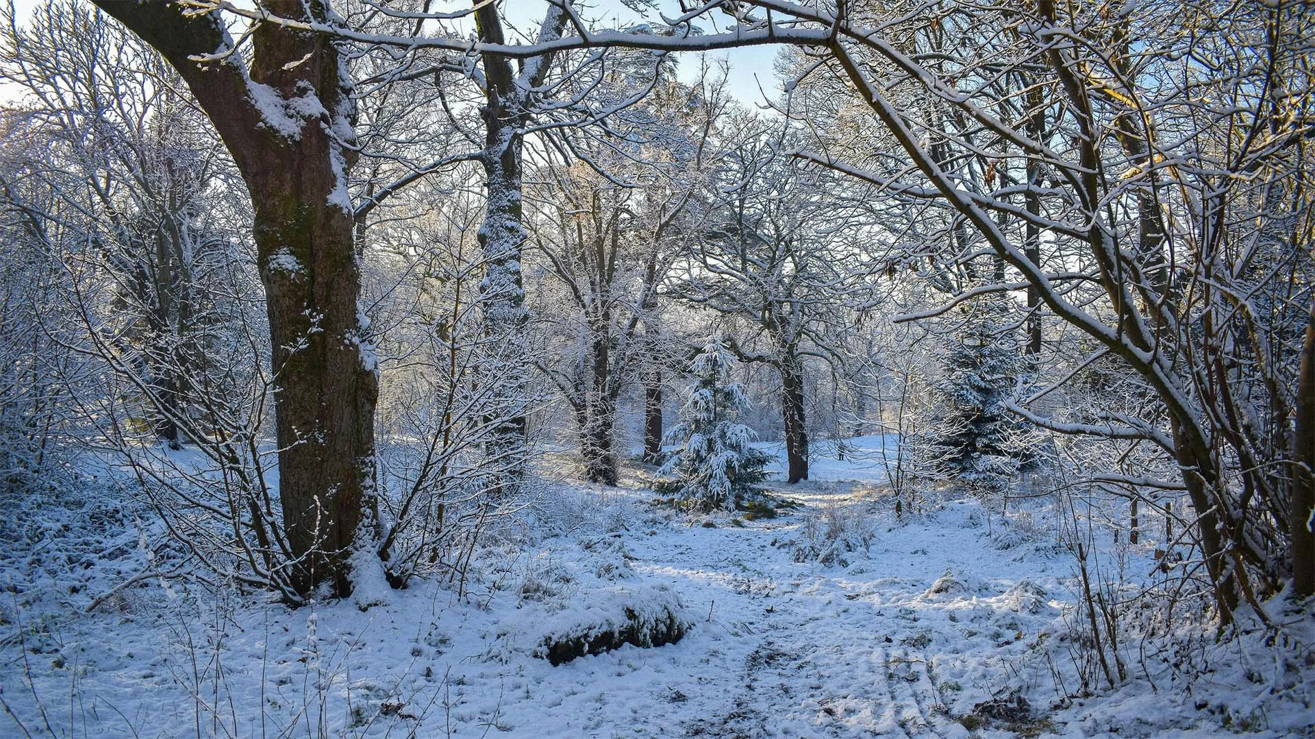 A snowy forest, littered with fallen tree branches, and long spindly grass bursting up through the snow.