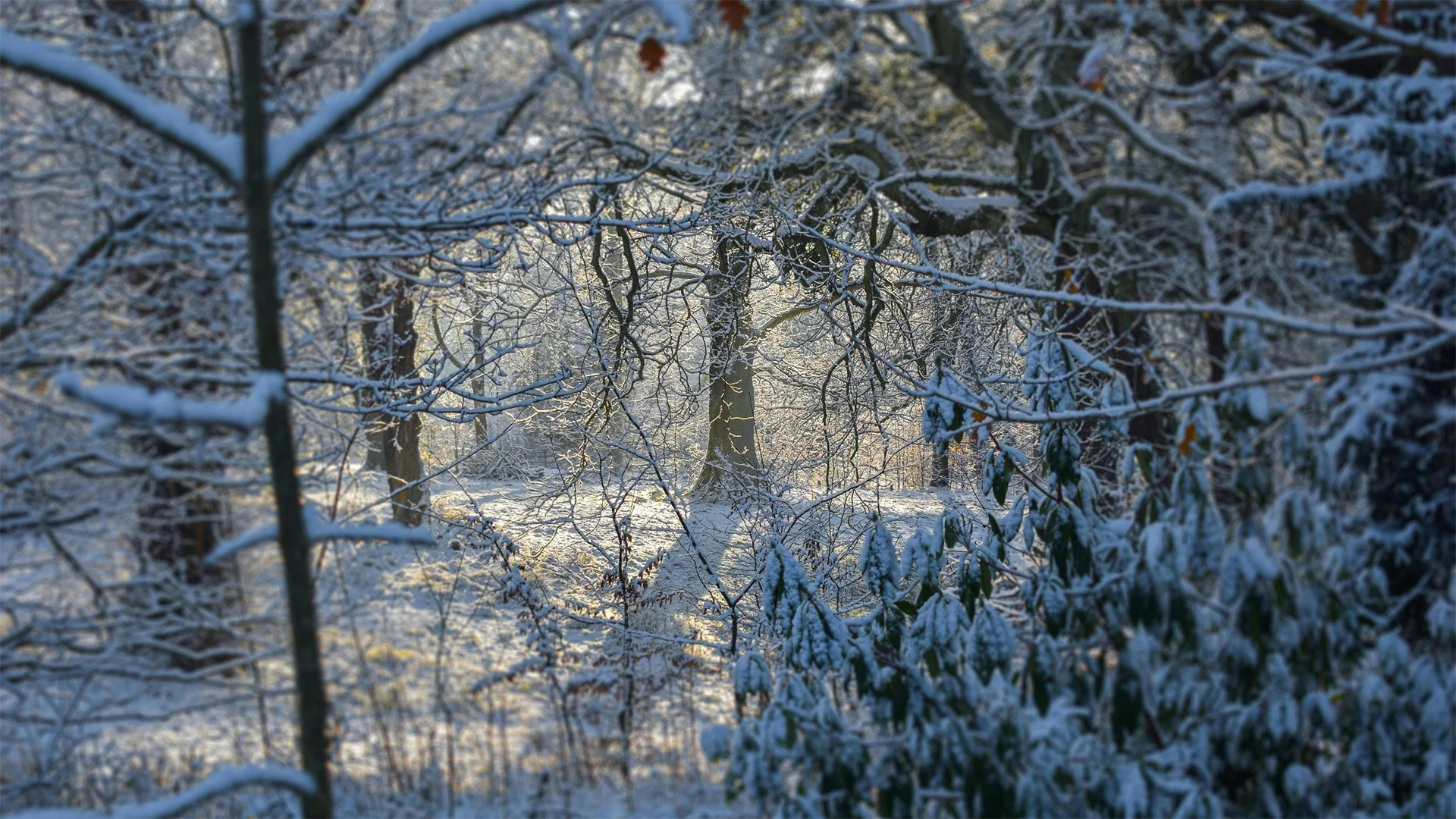 A tree standing in a snowy landscape, a beautiful golden glow from the sunlight illuminating it as it's deep blue shadow falls onto the ground, framed by thick white crispy foliage.
