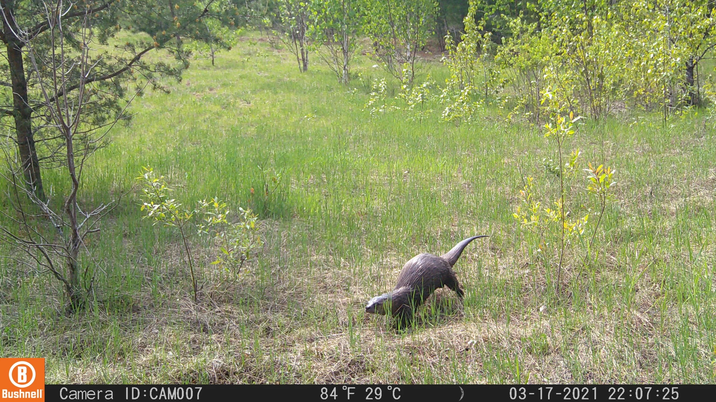 North American River Otter