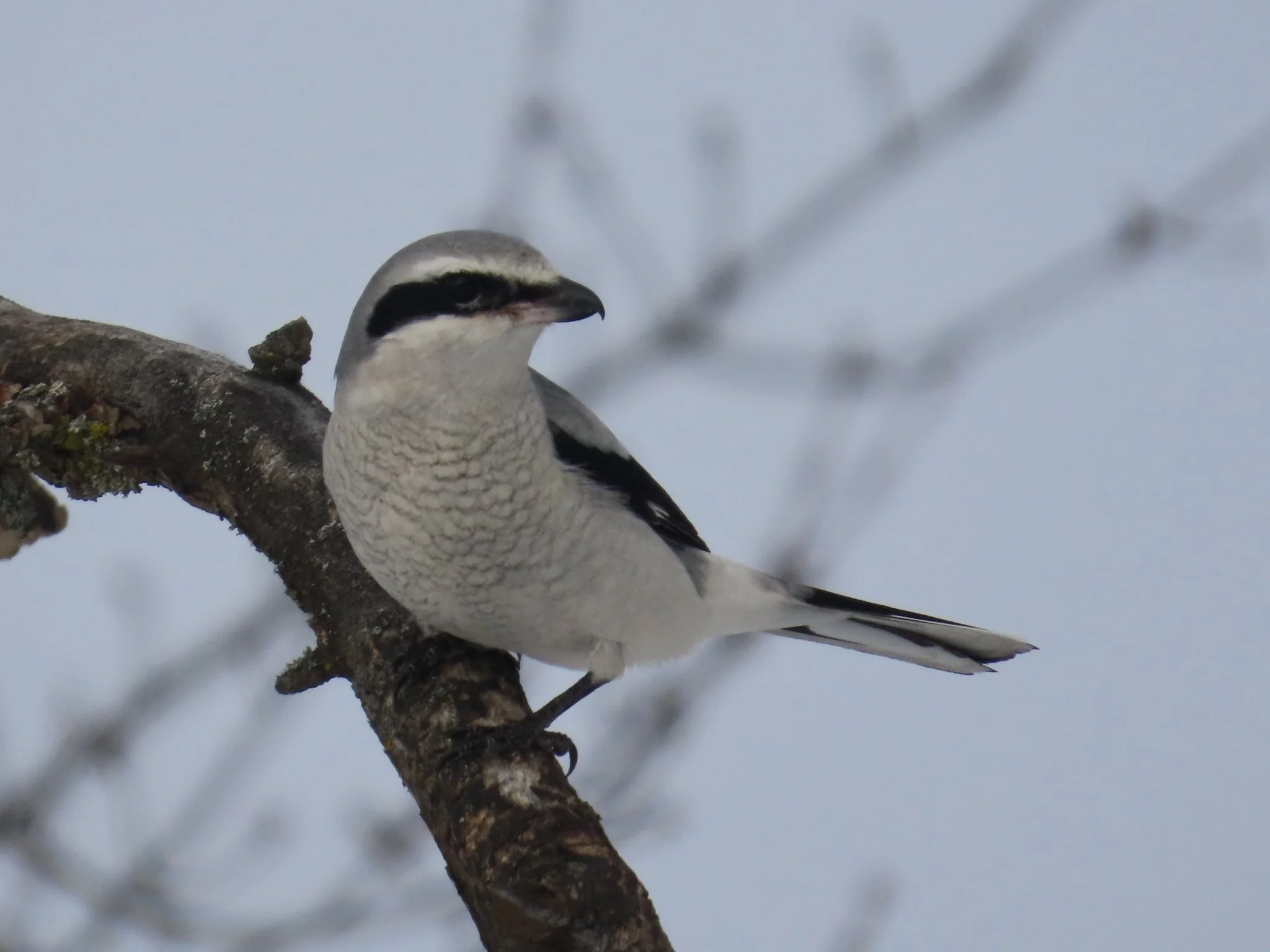 A bird with black and white plumage perched on a branch against a light sky background.