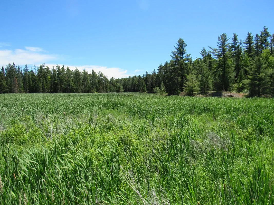 A lush green field of tall grass with a backdrop of dense trees and a clear blue sky.