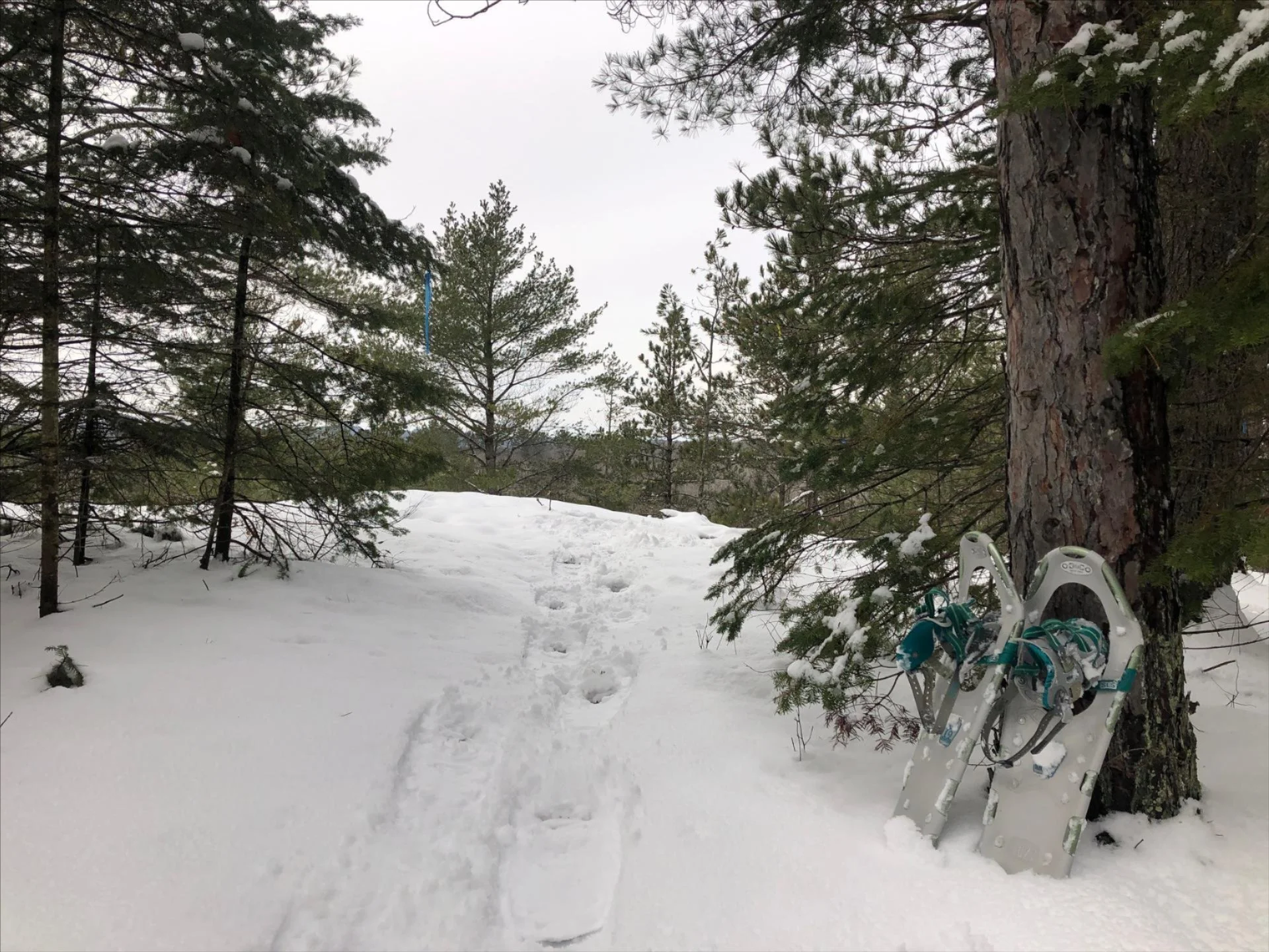 Guided Snowshoe and Holiday Social