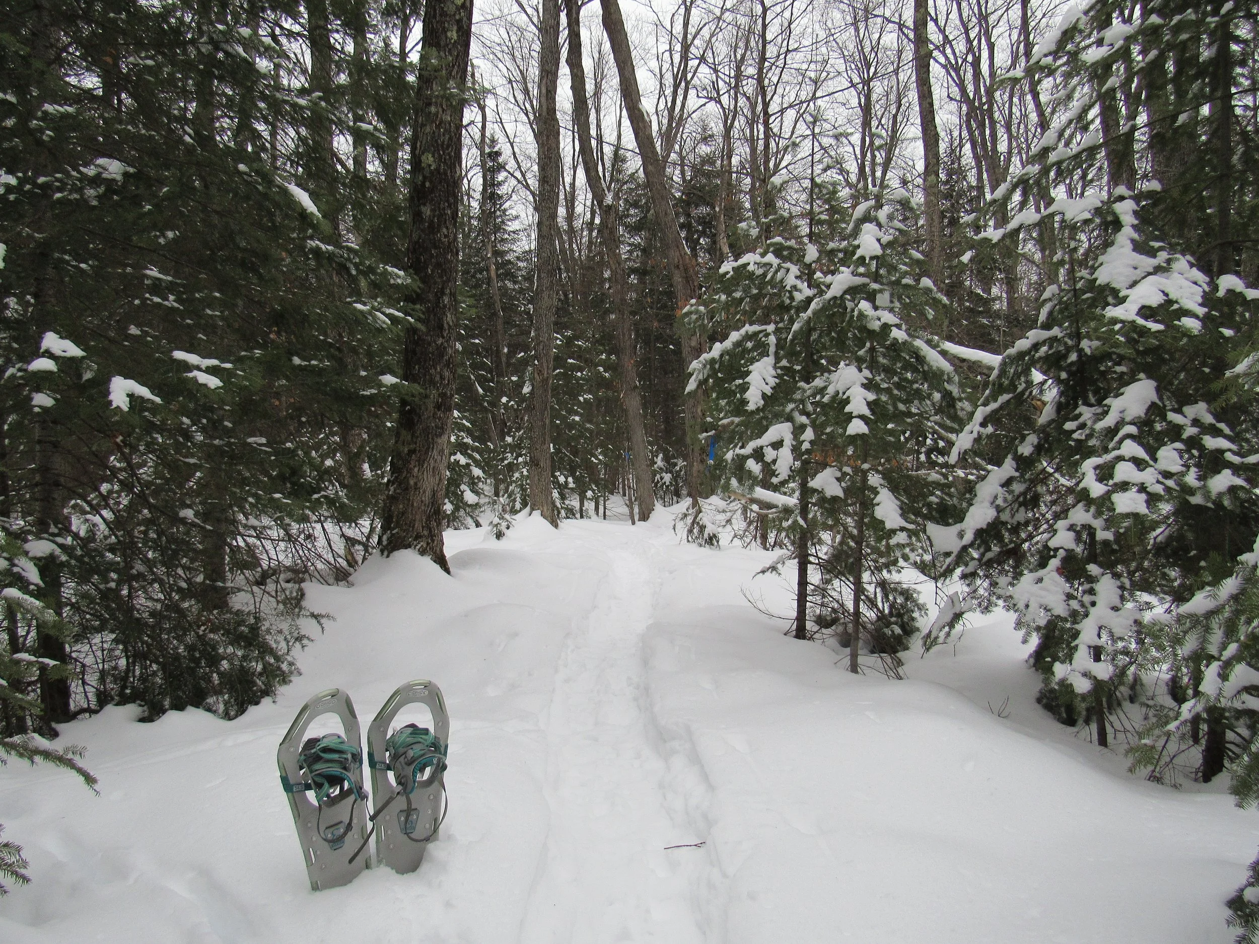 Guided Snowshoe at the Gravel Point Preserve