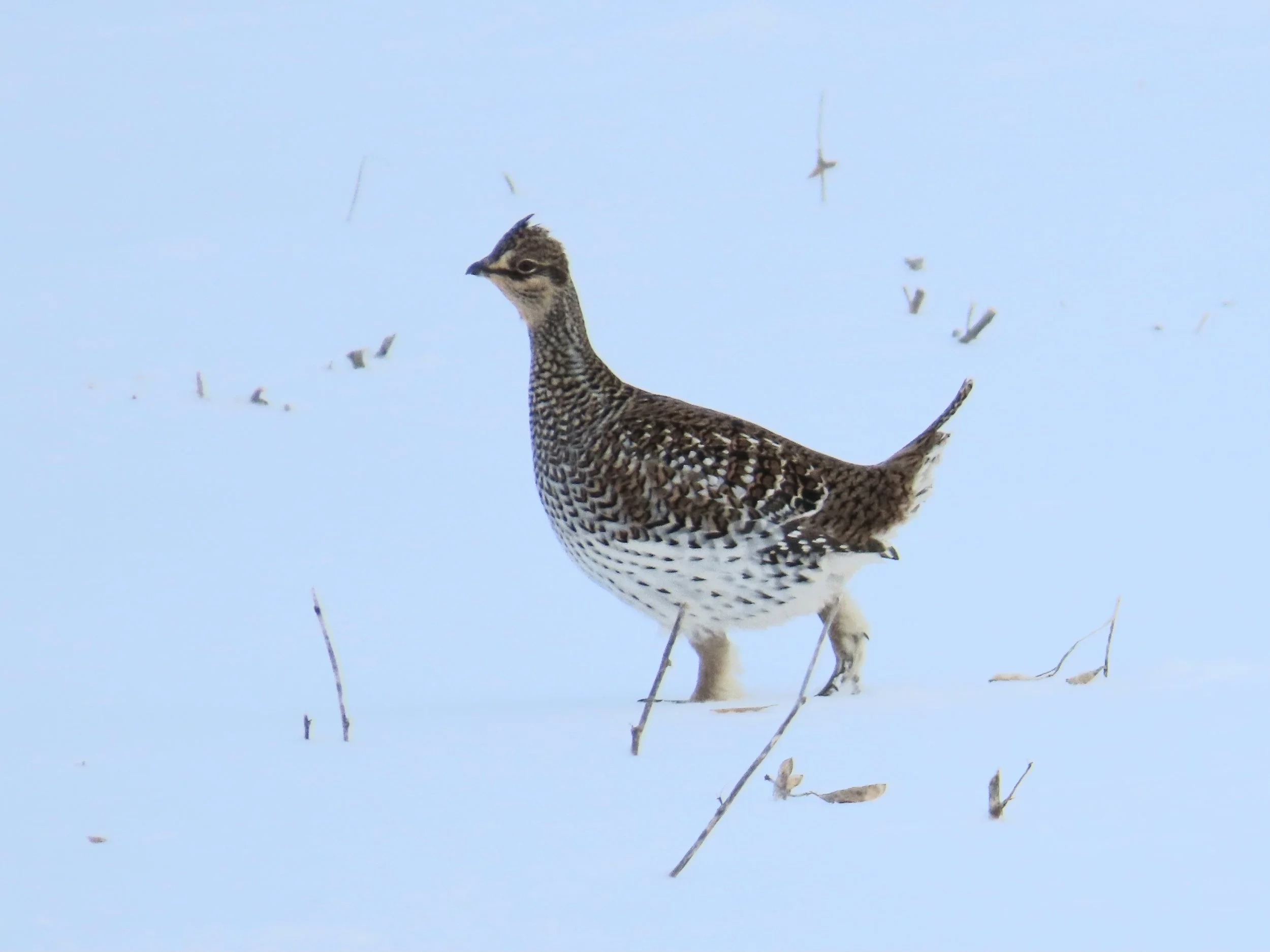 2025 Desbarats Christmas Bird Count Results