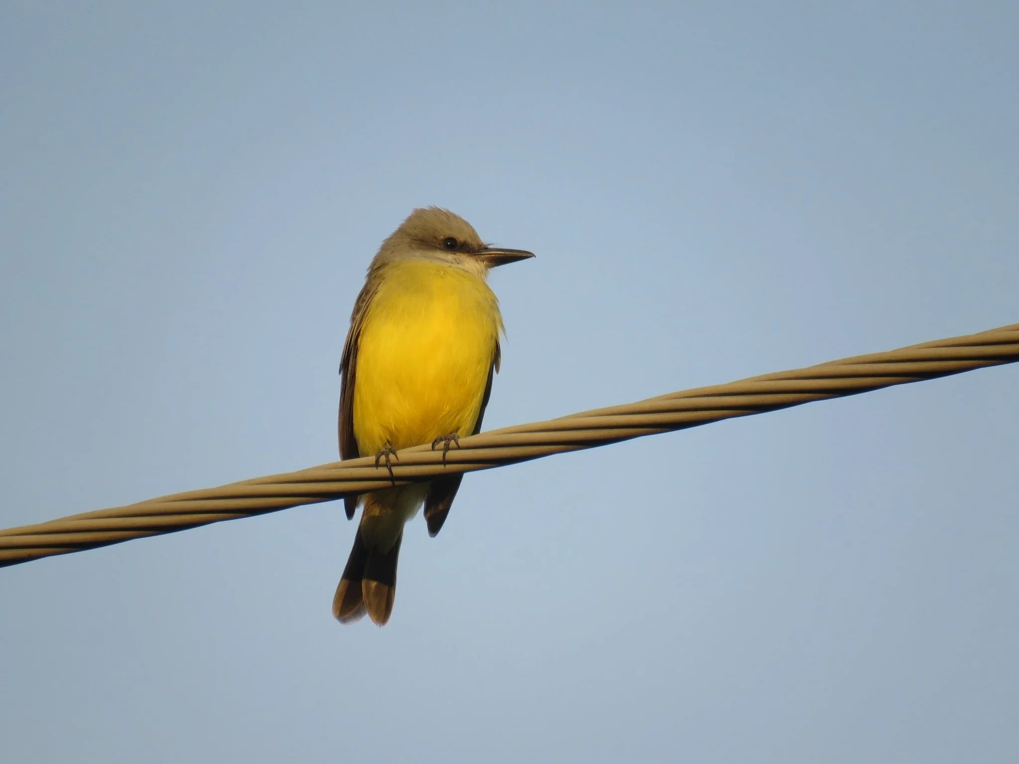 Rare Birds of Central Algoma