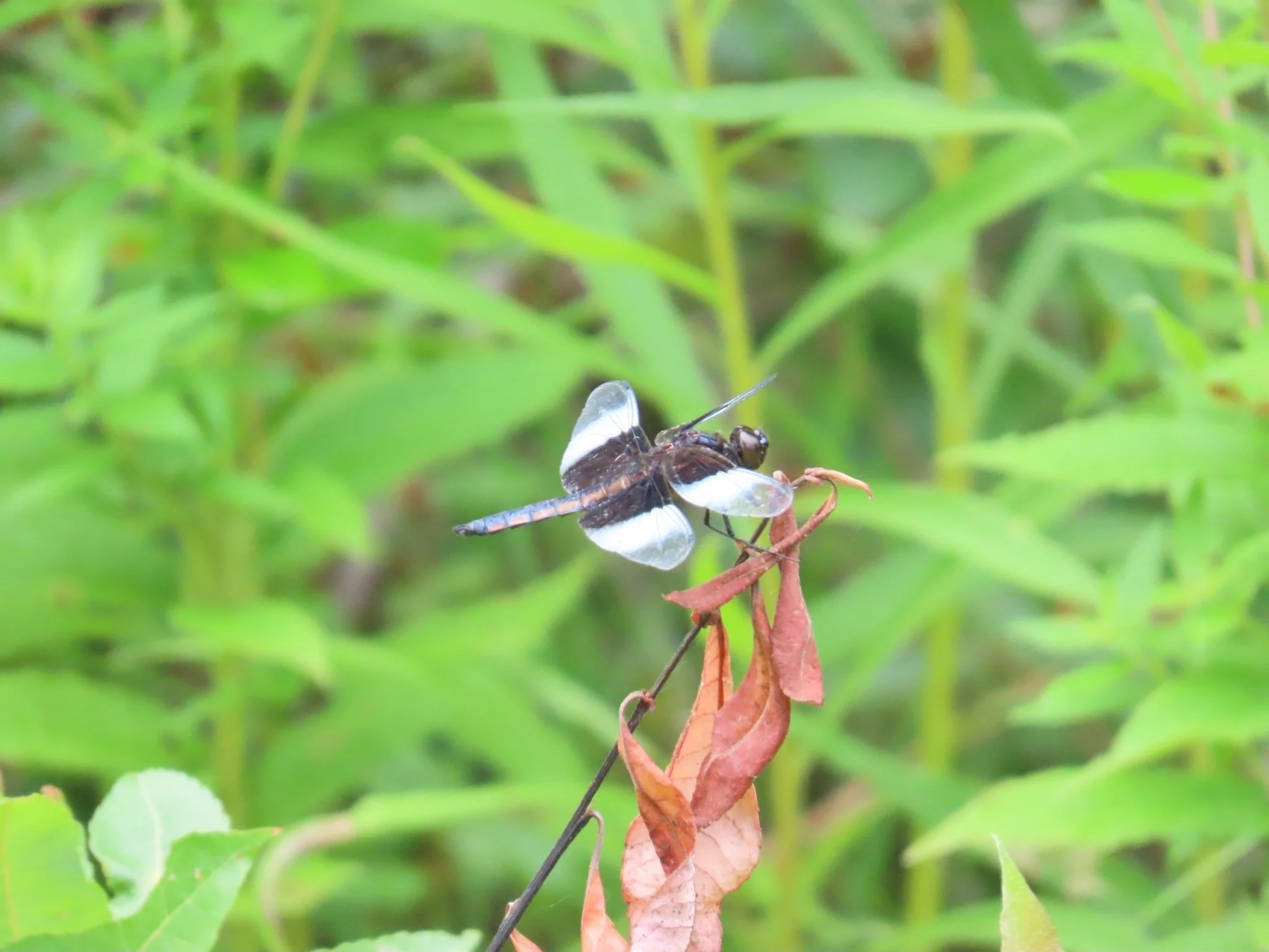 Searching for Widow Skimmers
