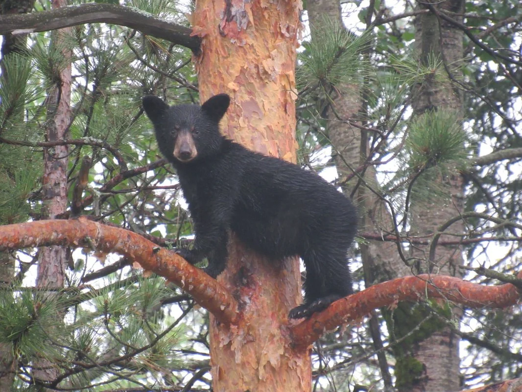 Desbarats is Overrun With Bears