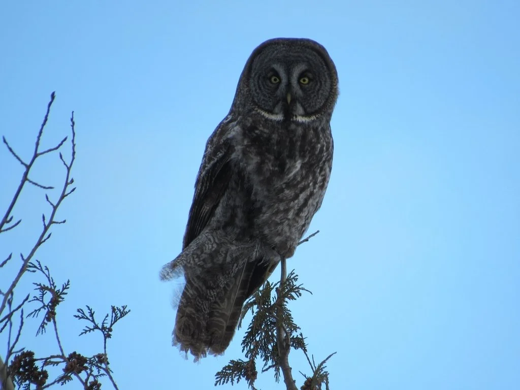 The Winter of Great Grey Owls